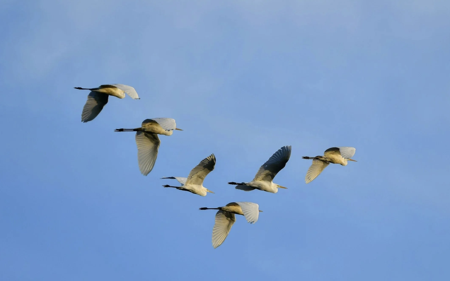 A Group is a Place to Do Healing: Ale DeSilva in conversation with Sid Solomon