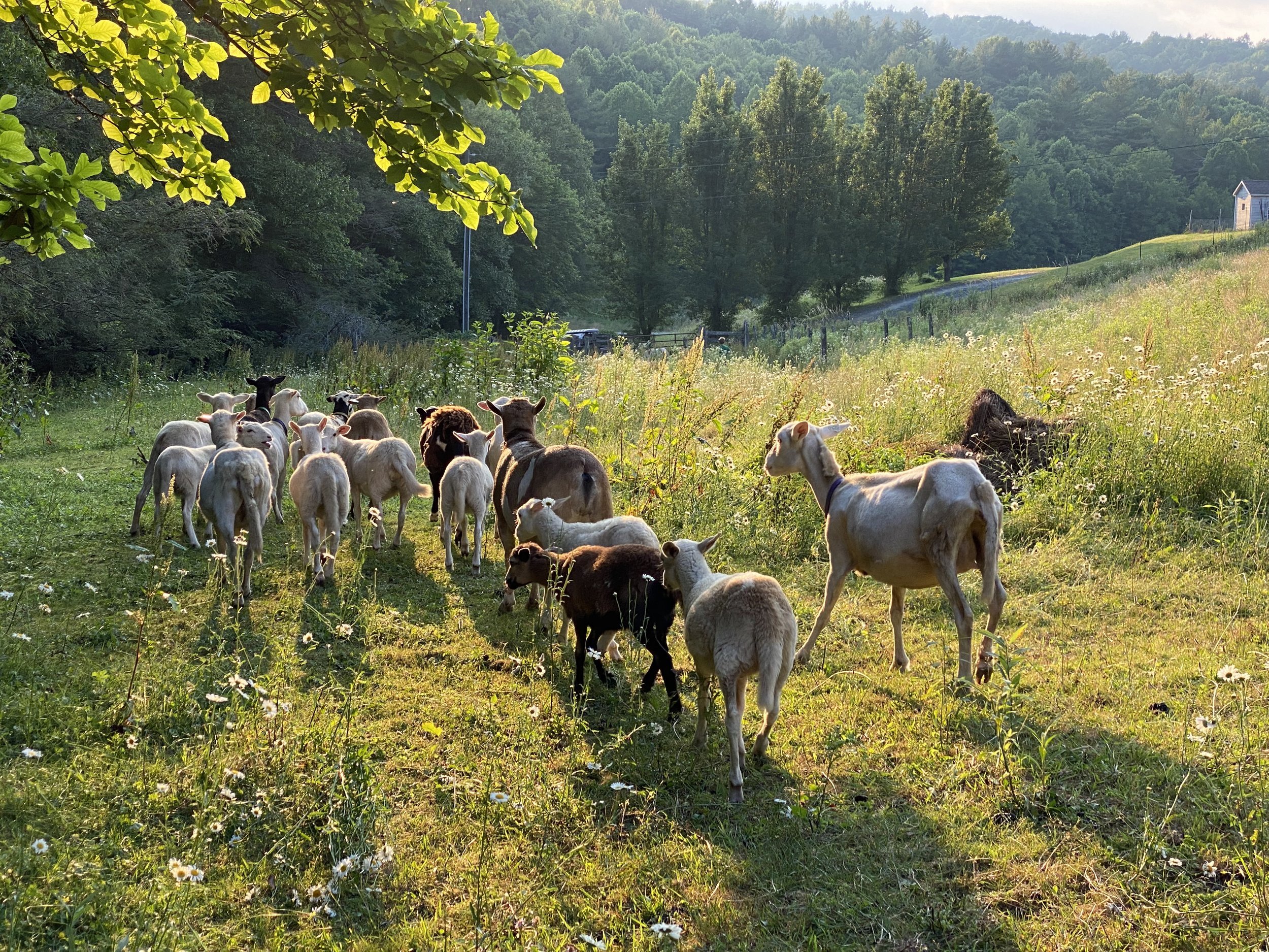 A Taste of Mountain Life: Land of Milk & Honey Farm