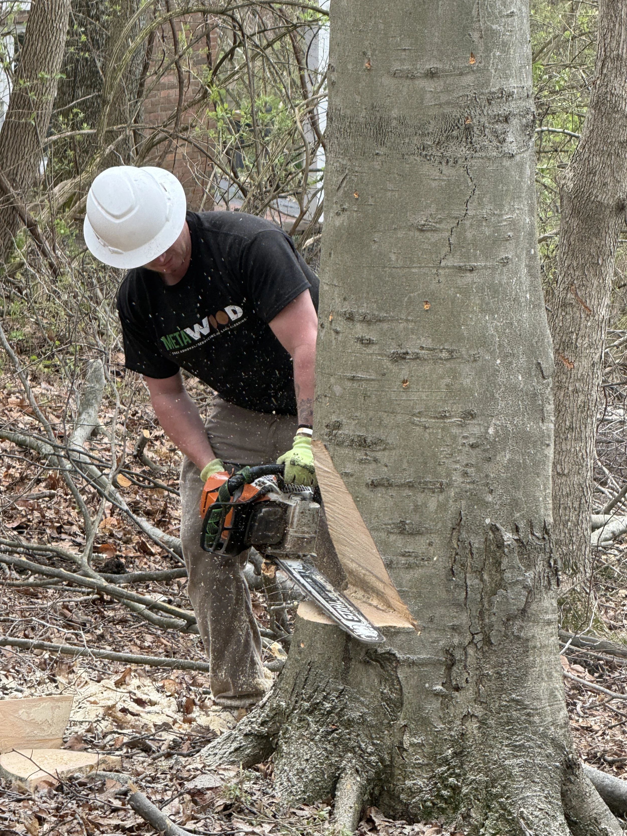 A person wearing a white hard hat, black T-shirt, and gloves is cutting down a tree with a chainsaw in a wooded area.