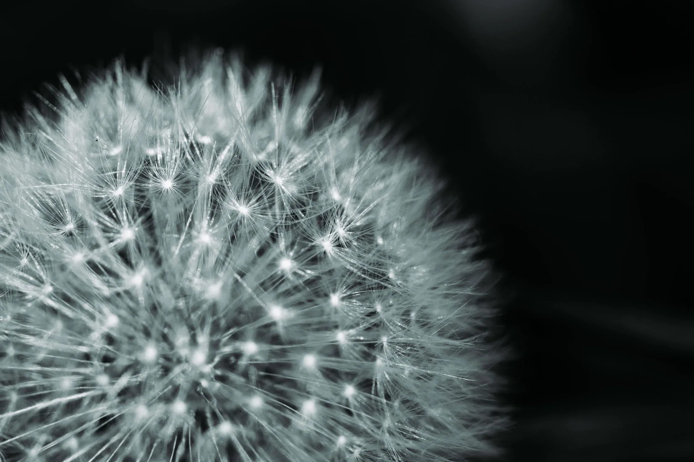 image of a dandelion that has gone to seed