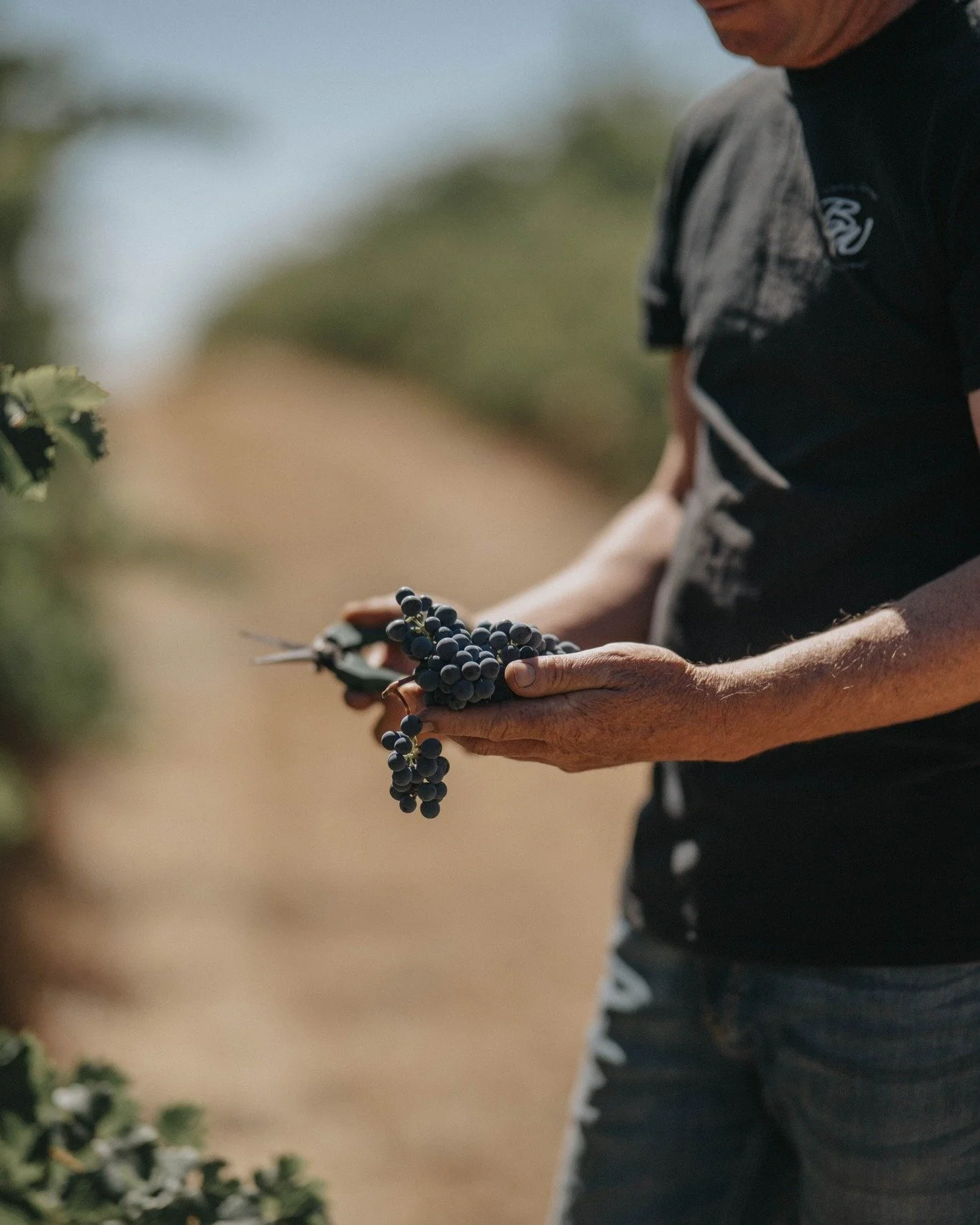 Wildly authentic. Unmistakably @blackwoodvalleywine 🍷
Cooler climate, rolling hills, winter rains and the Blackwood River shape fresh, expressive wines from small, family-run producers who let the fruit and place do the talking.
Discover the region 