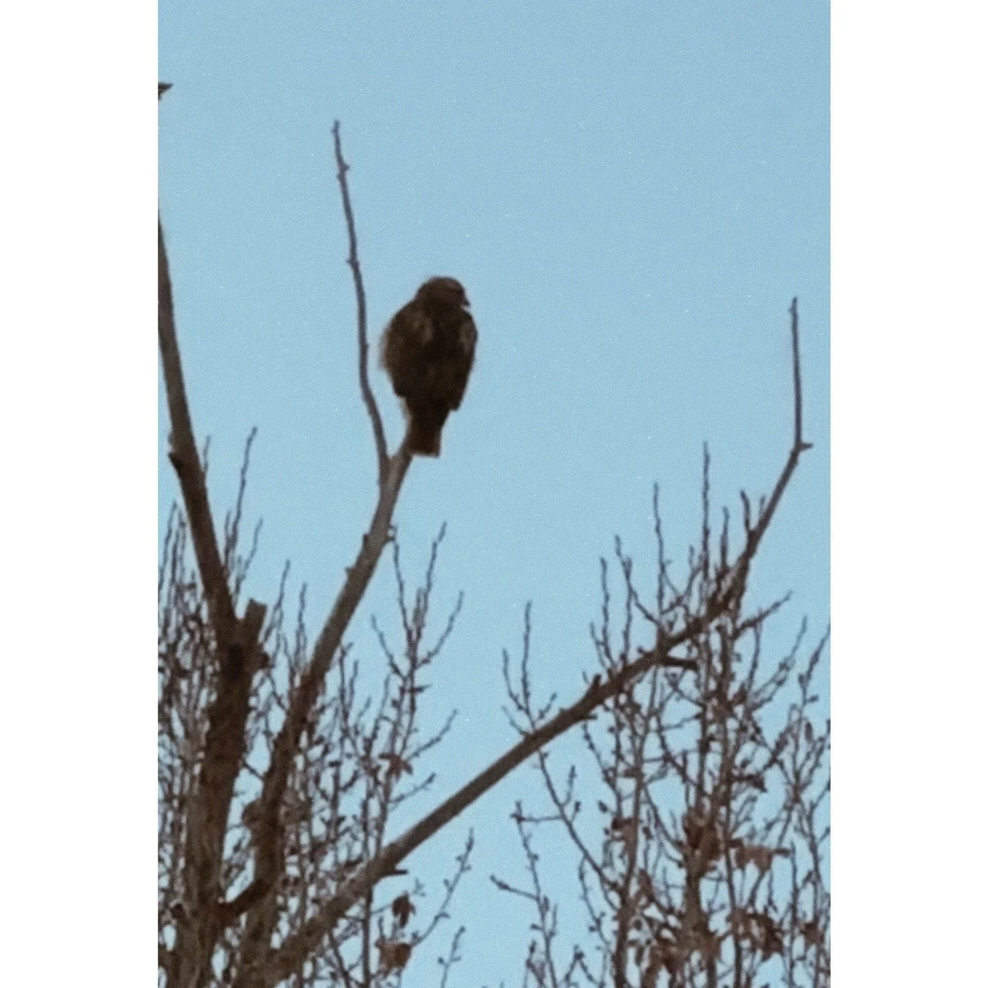 The birds of our ecosystem are vital indicators of landscape health, reflecting the condition of our water, soil, vegetation, and climate. Cielo Vista Ranch was one of more than 1,150 participating landowners in this year&rsquo;s bird monitoring prog
