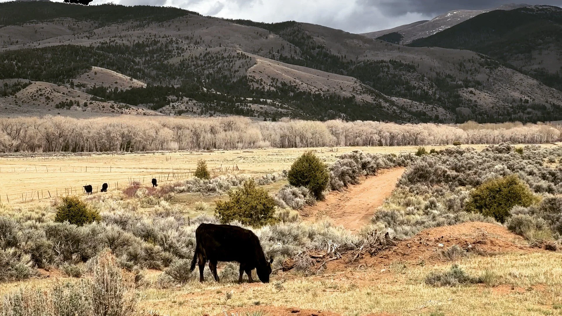 Grazing animals have found their way to the mountain!

‣ Season: Grazing season on La Sierra is usually within May to October, depending on conditions.
‣ Access: Grazers whose property has an easement to La Sierra have unrestricted access during the 