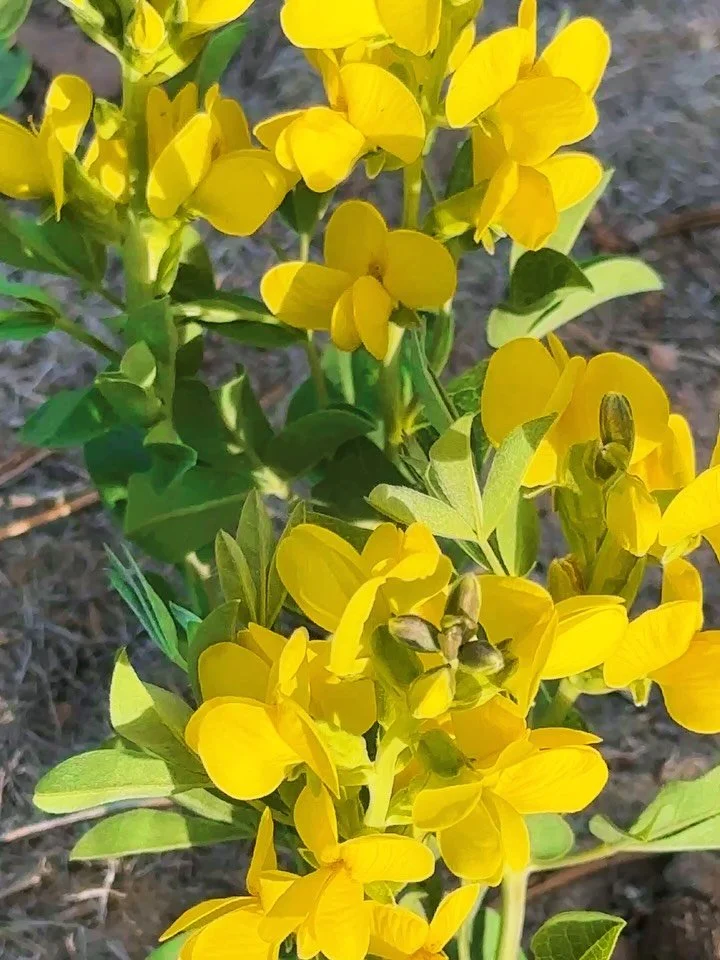 Prairie Thermopsis (Thermopsis rhombifolia), also known as the Golden Bean or Buffalo Bean, in the Poso. This plant is toxic to humans and animals if ingested.