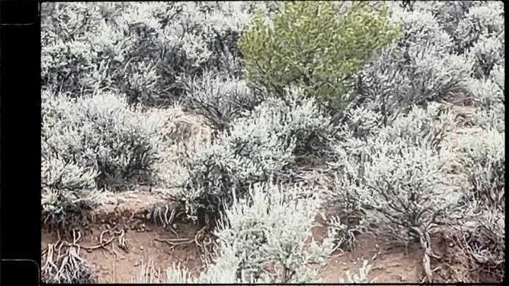 Coyote in the Vallejos.