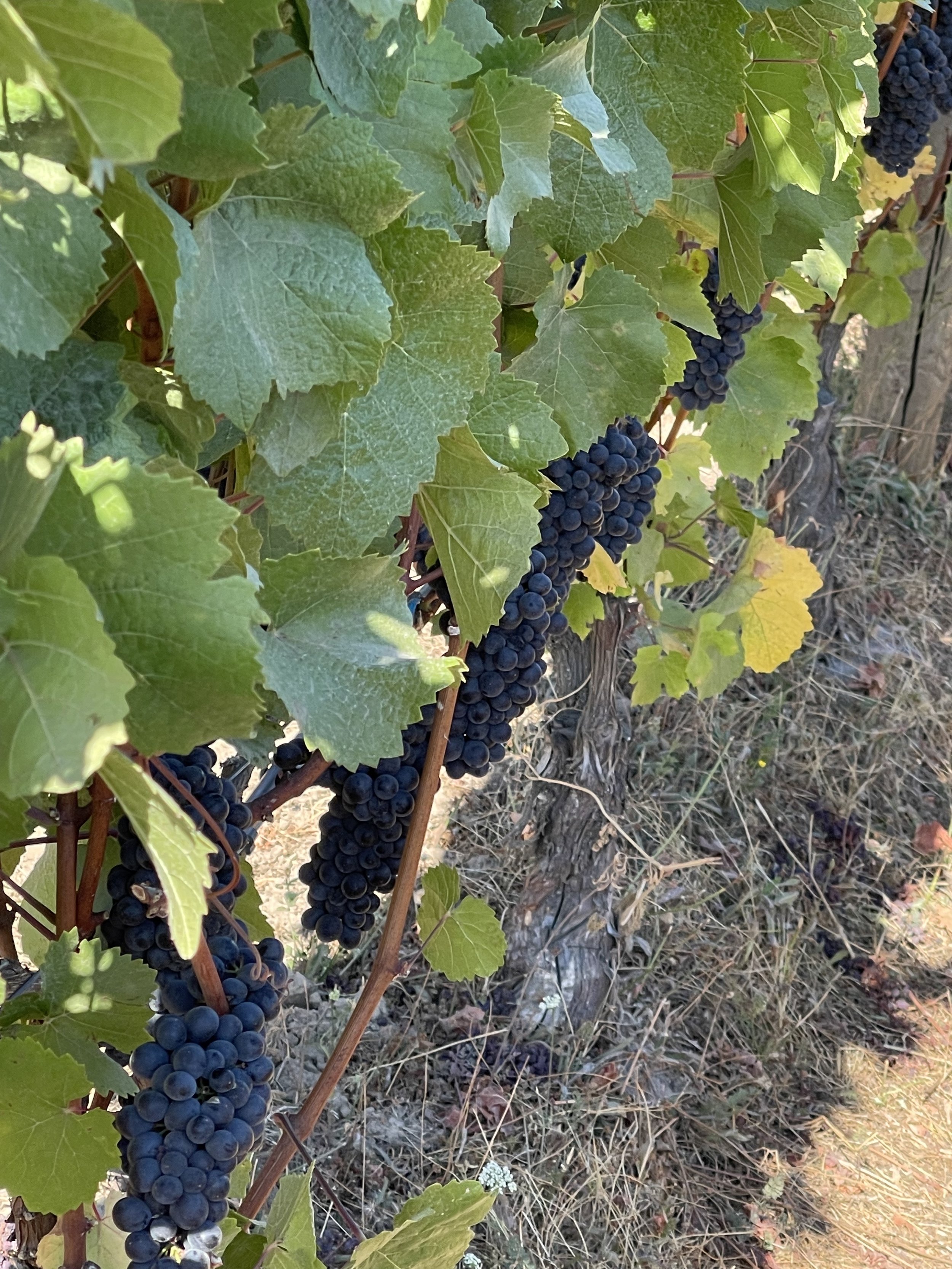 Close-up of dark purple grape clusters hanging from a vine, surrounded by green leaves.