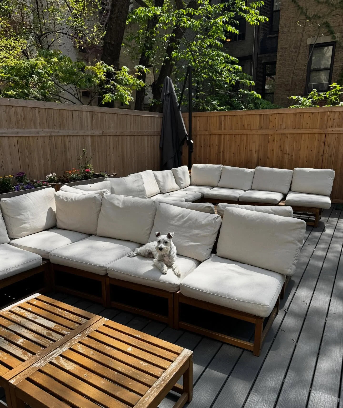 Today I had the pleasure of meeting with the Directors of @thedormcommunity to learn about their incredible young adult treatment offerings including PHP, IOP, Groups, Residential and more. Pictured here is their adorable 2yo puppy Snoopy sunbathing 