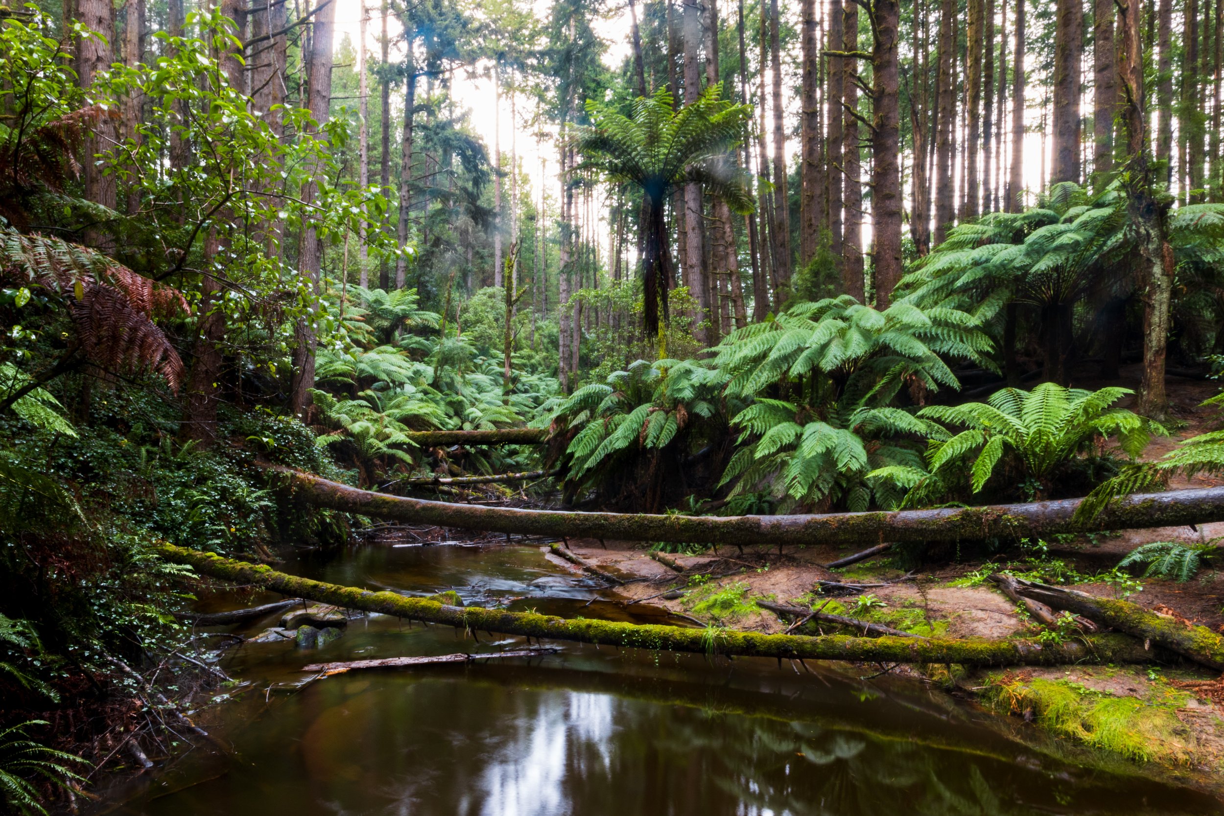 Outway_Redwoods-3.jpg