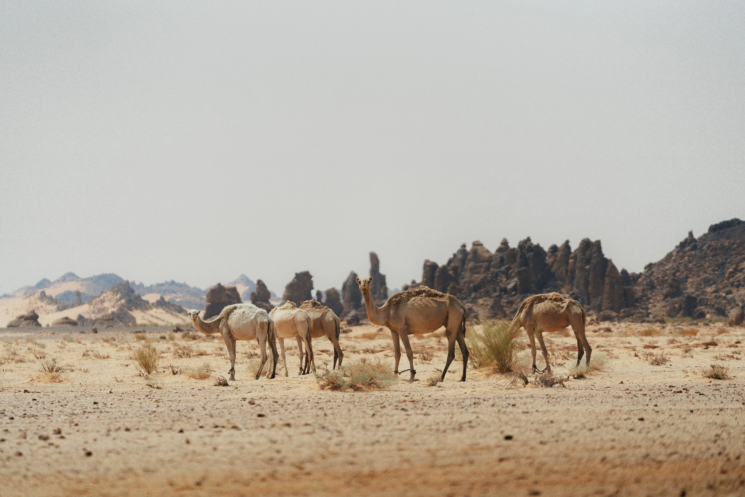 Ultra Gobi Alula_2026-02860.jpg