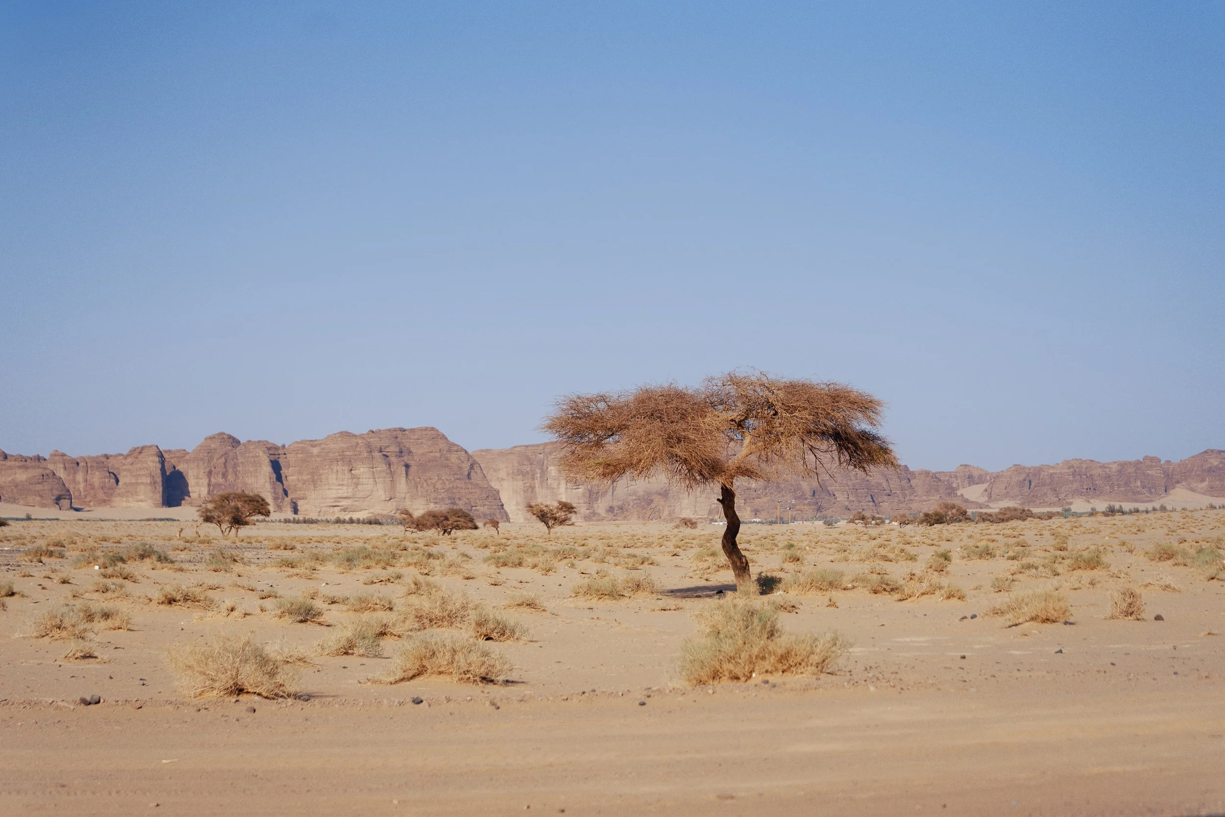 Ultra Gobi Alula_2026-02346.jpg