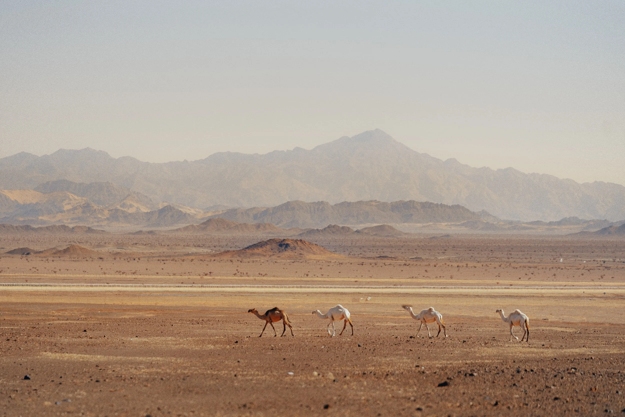 Ultra Gobi Alula_2026-00955.jpg