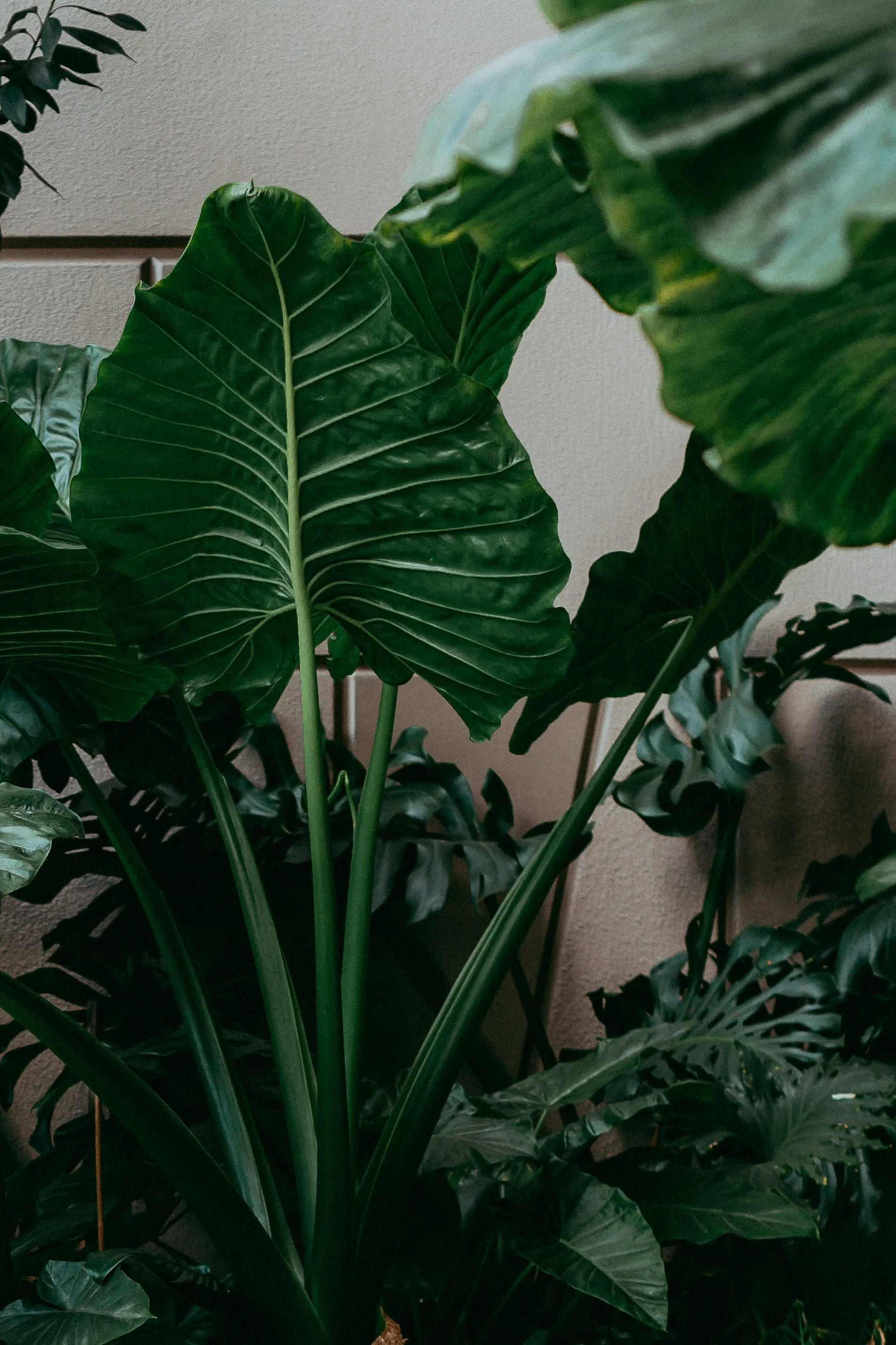 Close-up of green tropical plant leaves with prominent veins.