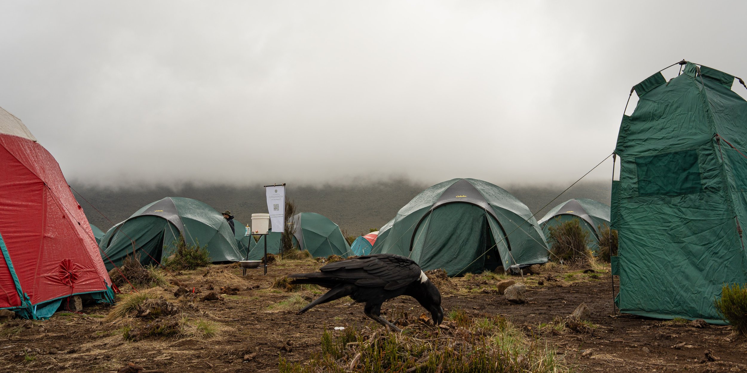 Penguin Portrait Set-26.jpg