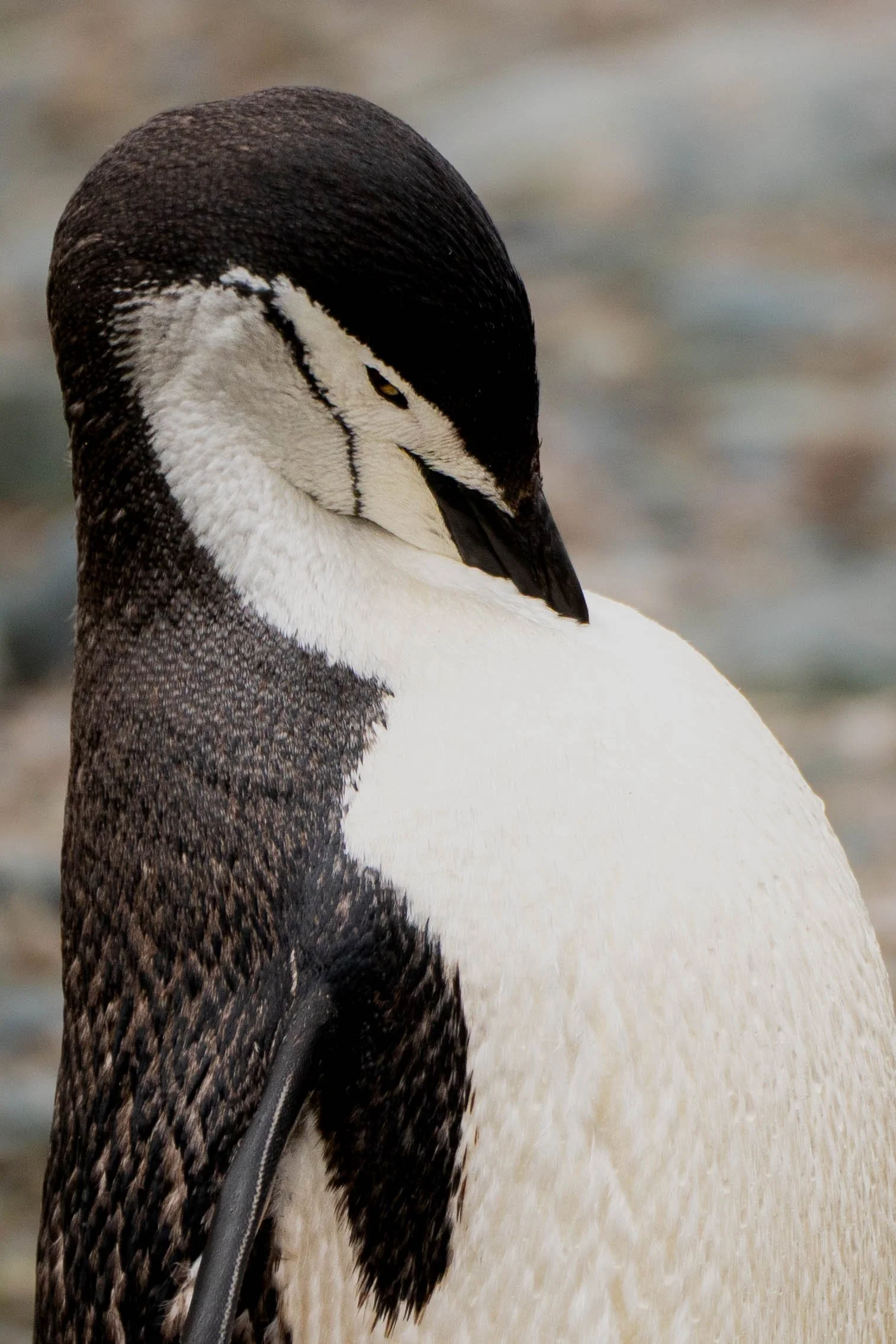 Penguin Portrait-1.jpg