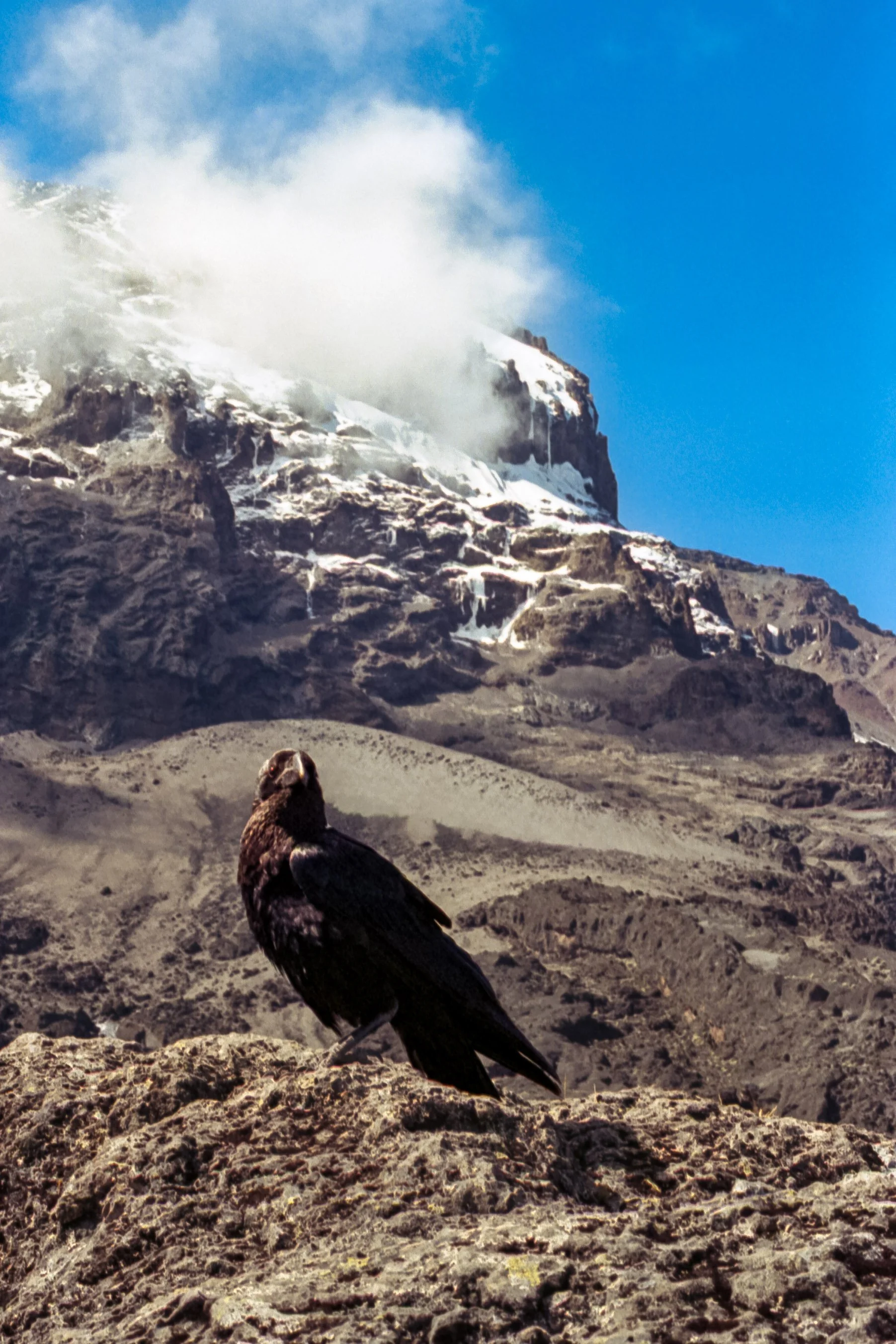 A bird of prey, possibly an eagle or hawk, perched on a rocky surface with a mountain and snow-capped peak in the background against a blue sky.