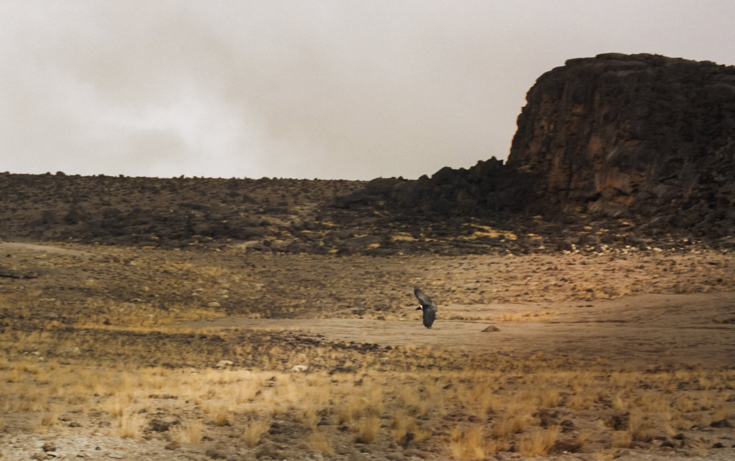 A landscape of a desert with a large dark rock formation in the background and an eagle flying close to the ground in the foreground.
