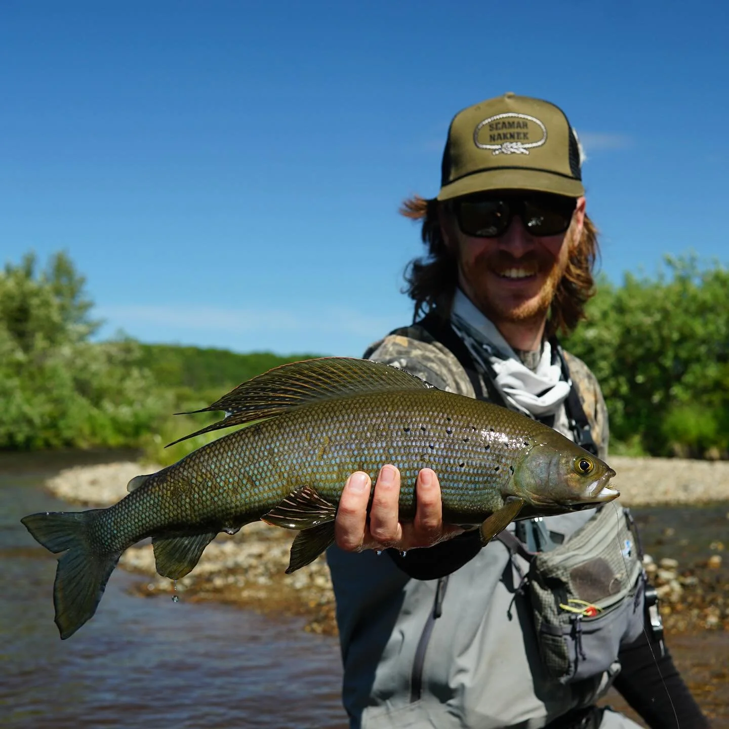While the wild rainbows and colorful char of Alaska are widely known, the Arctic Grayling remains one of the state&rsquo;s most underrated fish. 🎣 

On average, grayling in Alaska measure between 8 to 14 inches, but we&rsquo;ve frequently seen them 