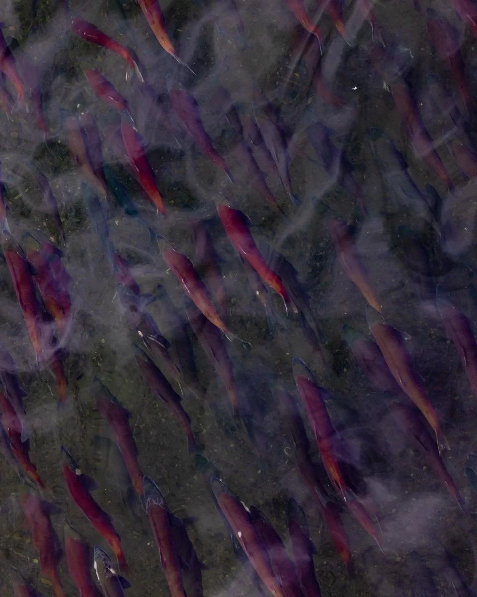 Last summer, we were lucky enough to host the incredibly talented sarahronholt, a world-traveling outdoor photographer &mdash; and she arrived during the largest sockeye salmon run we&rsquo;ve ever witnessed at Brooks Falls.
The bears, the chaos, the