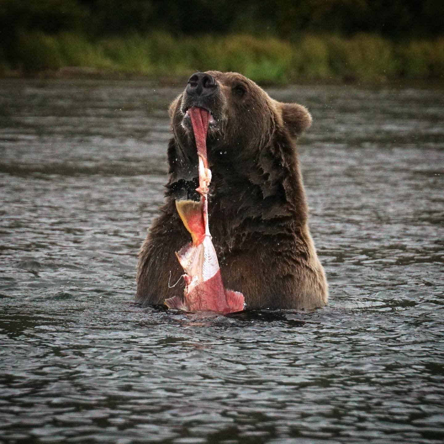 Fat Bear Week in Katmai: Why We Love September