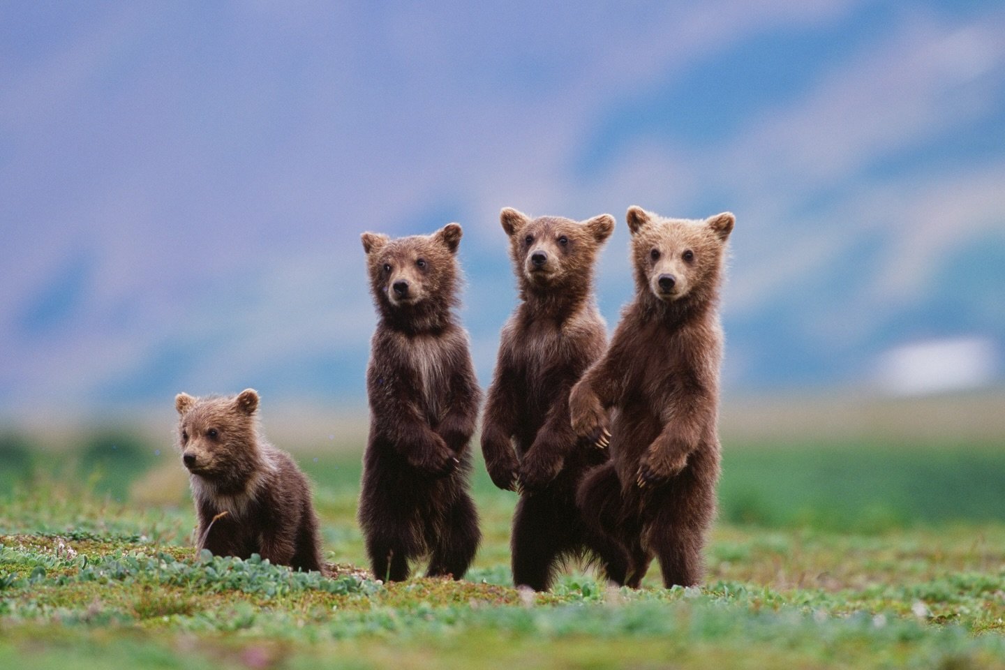 Happy Earth Day from Katmai 🌿
Every day out here is a reminder that we&rsquo;re just visitors in a much bigger story. We feel incredibly lucky to share this place with our guests, and we care deeply about protecting the magic of it. We do our best t
