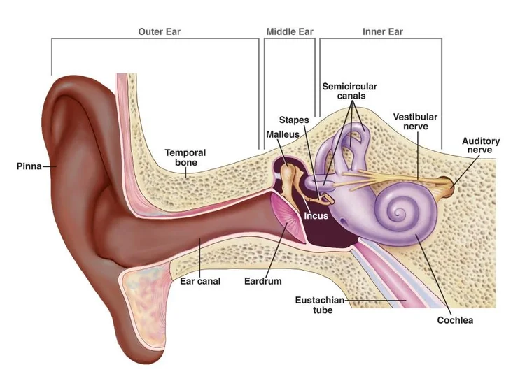 Ear anatomy illustration
