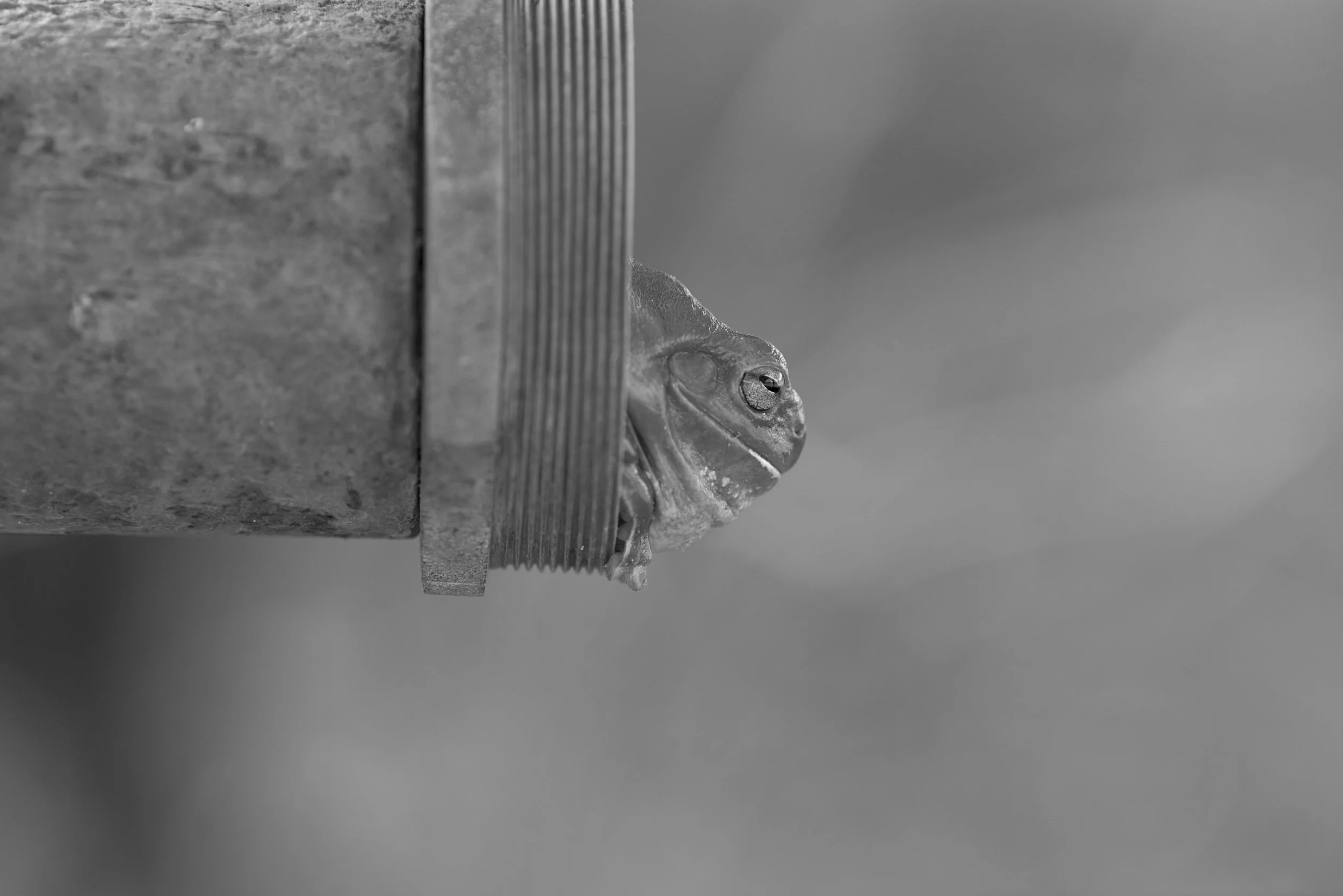 _DSC8278 BW.jpg