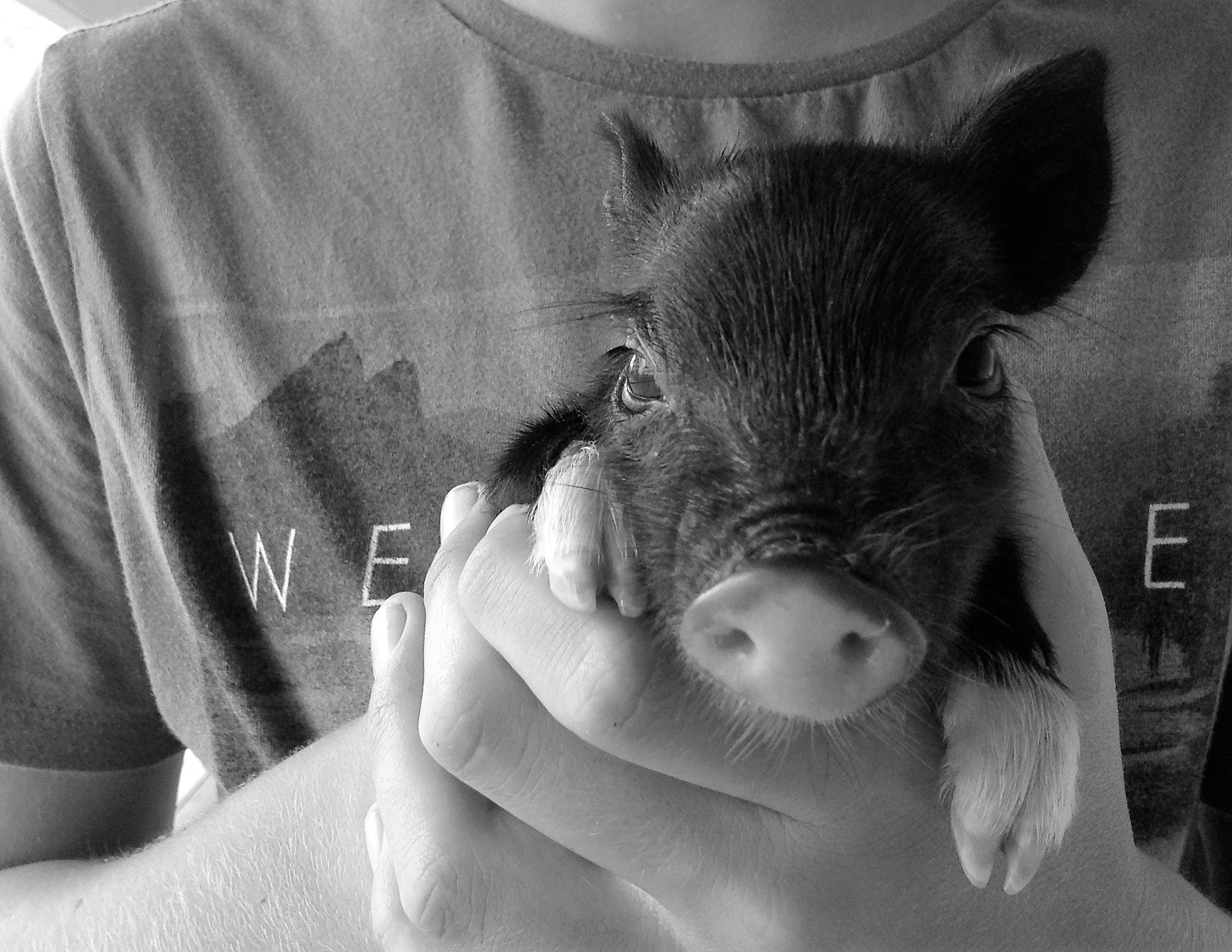 Farm Life Prints - "charming micro piglet companion"