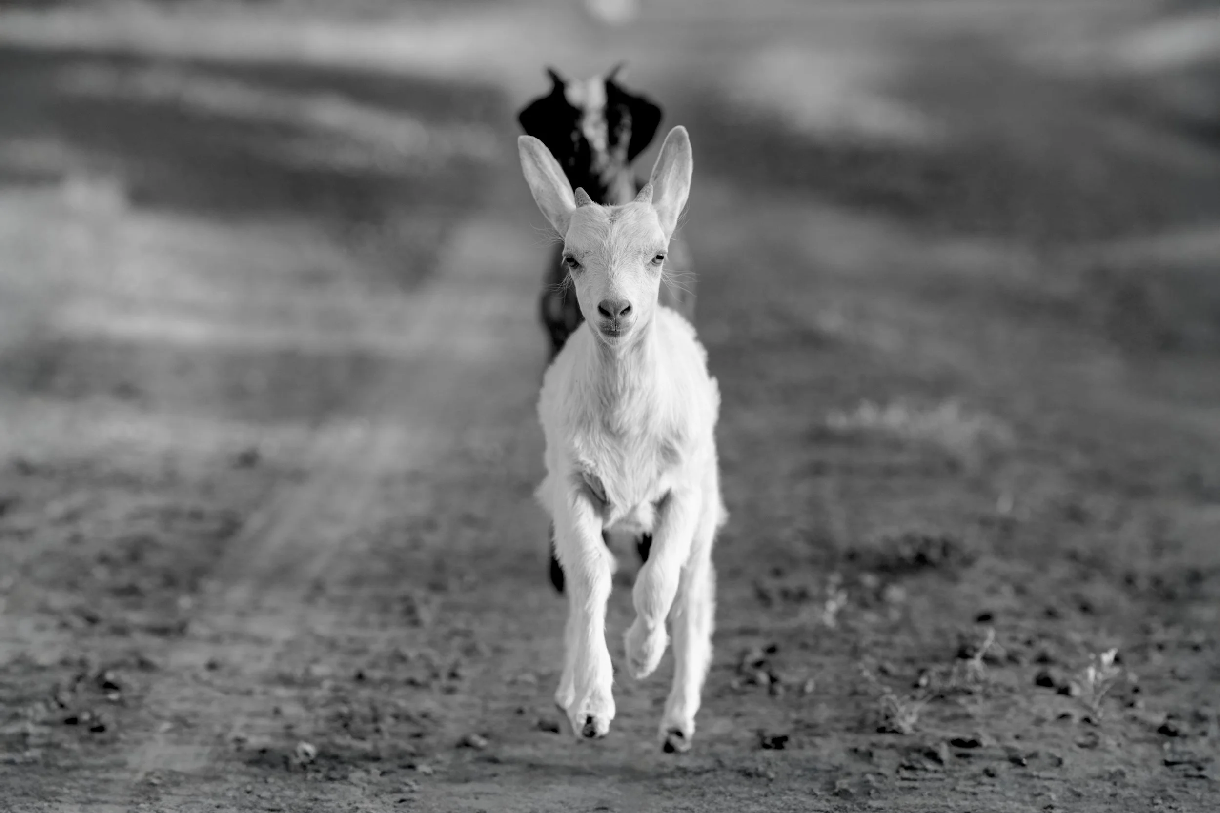 Farm Life Print - "i'm all ears" series x 2