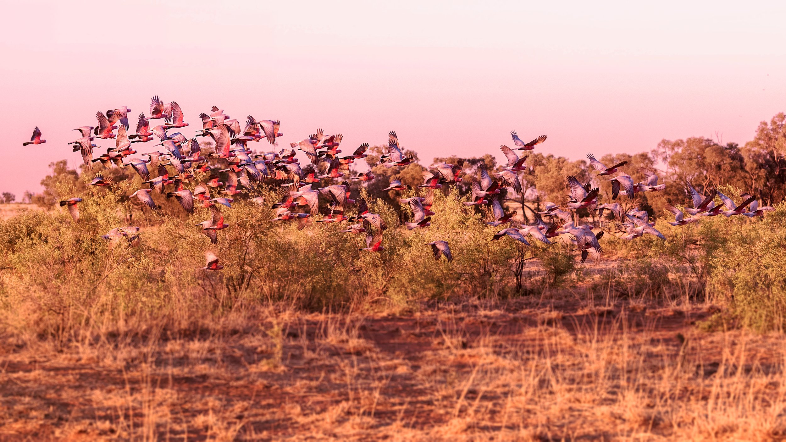 20180830_0442. 3  afternoon galah flight.jpg