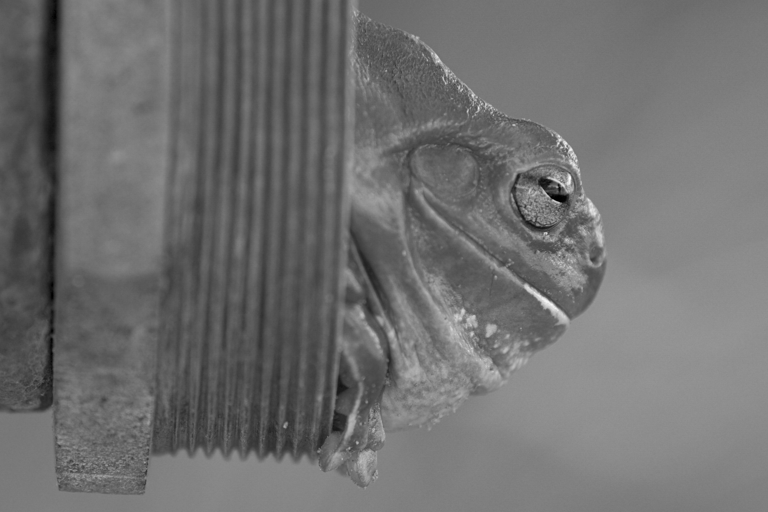 _DSC8278 zoom bw.jpg