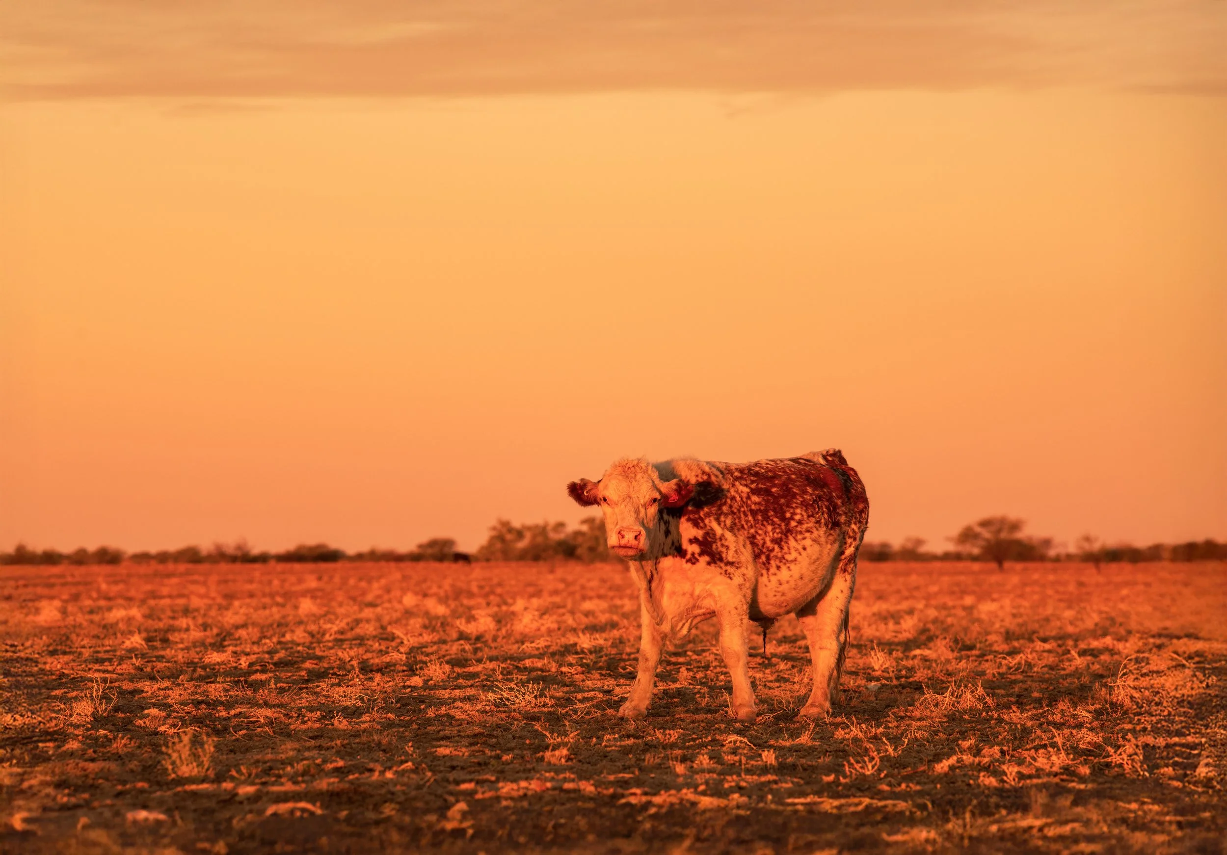 _DSC0377.  1.jpg