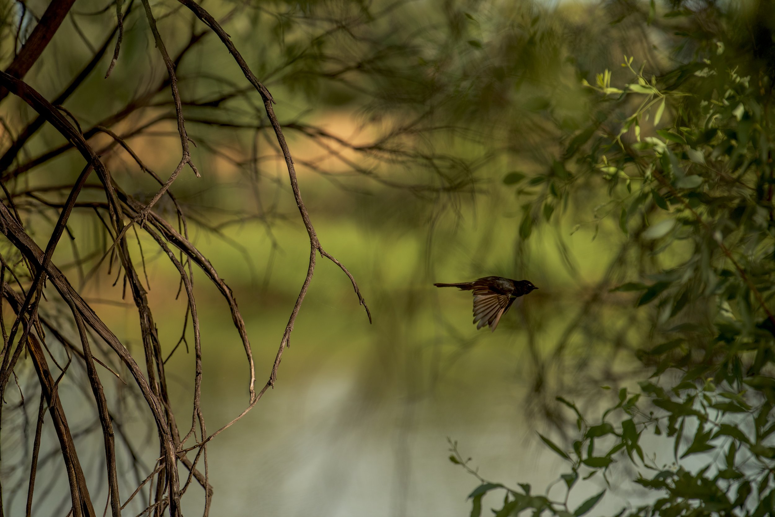Farm Life Print - "in flight"