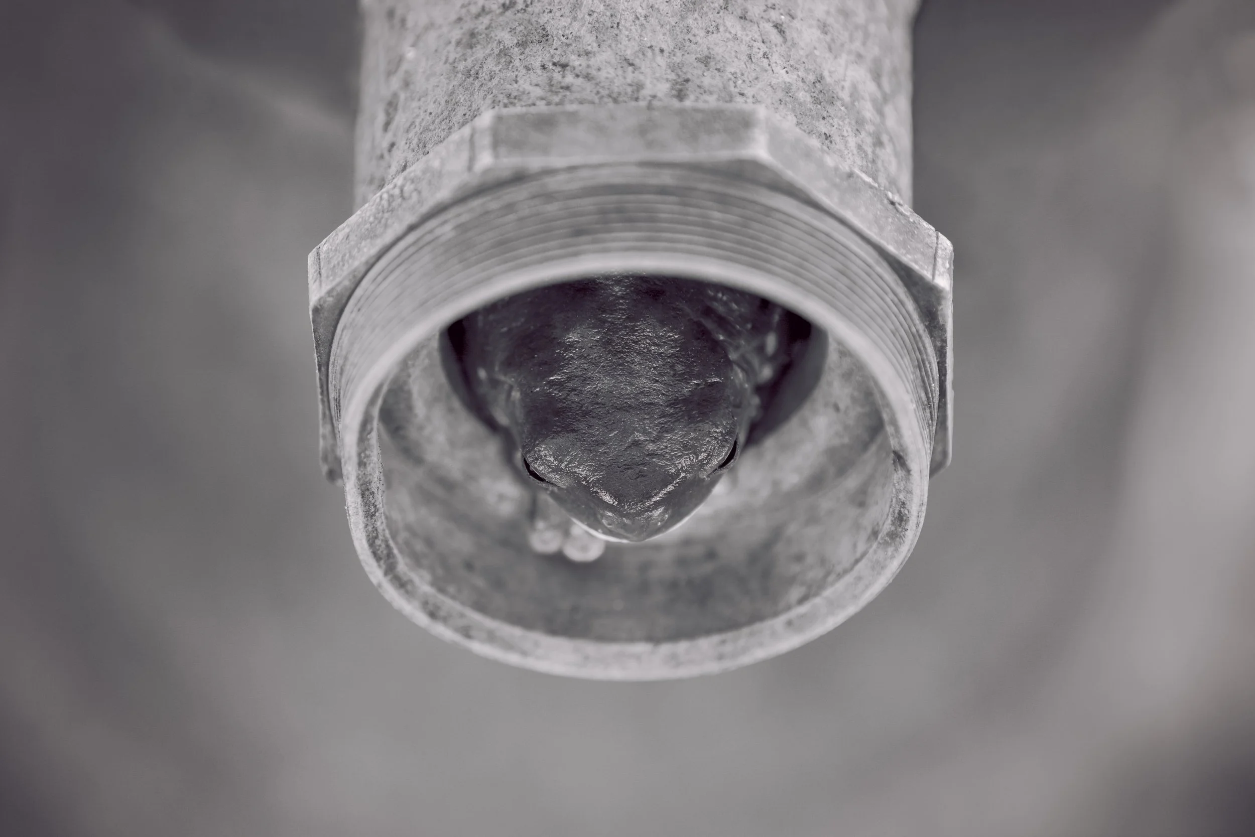 _DSC8283 frog in a pipe top view.2.jpg