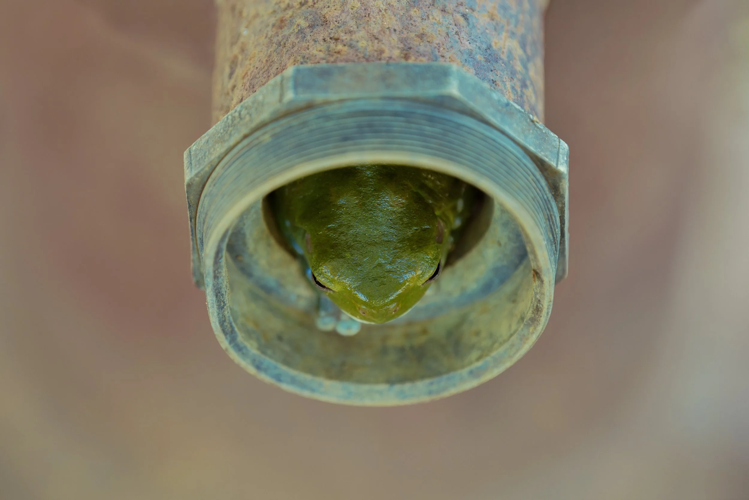 _DSC8283 frog in a pipe top view 1.jpg