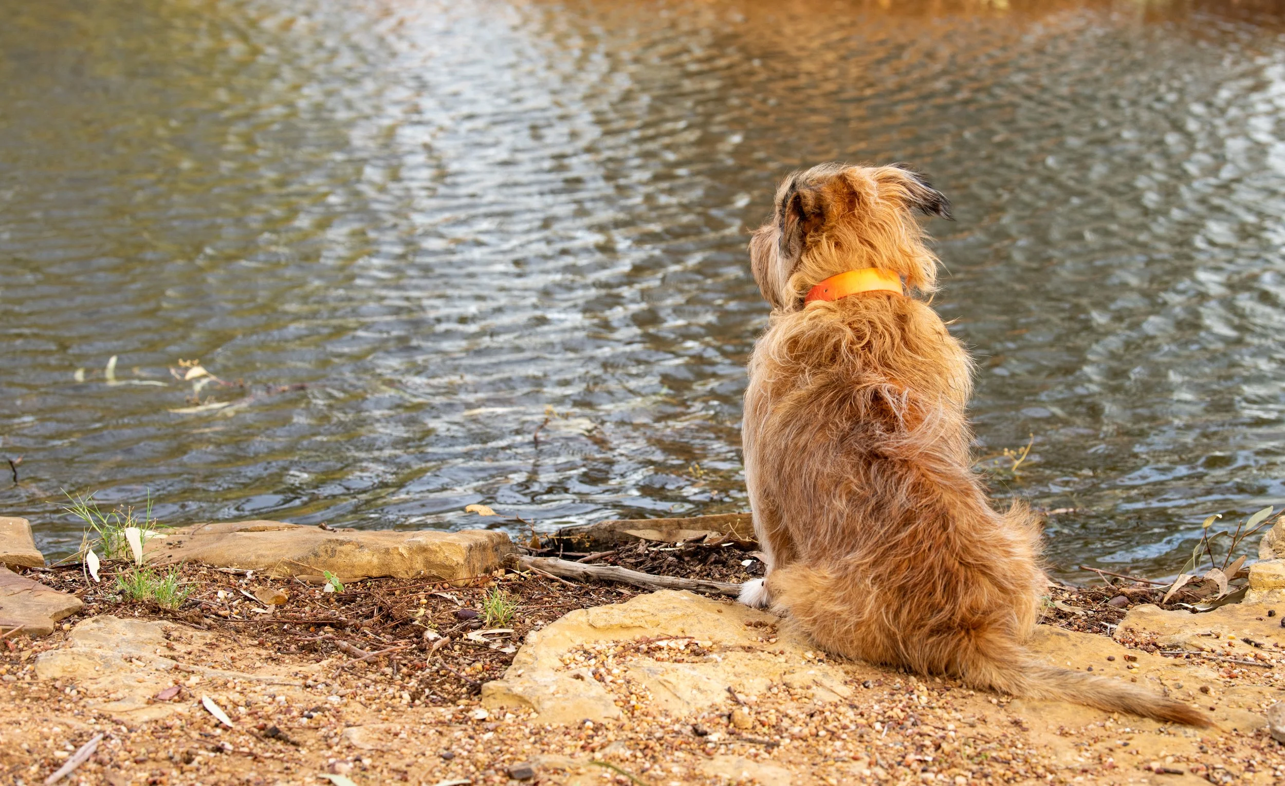 Farm Life Prints - "little Buster"