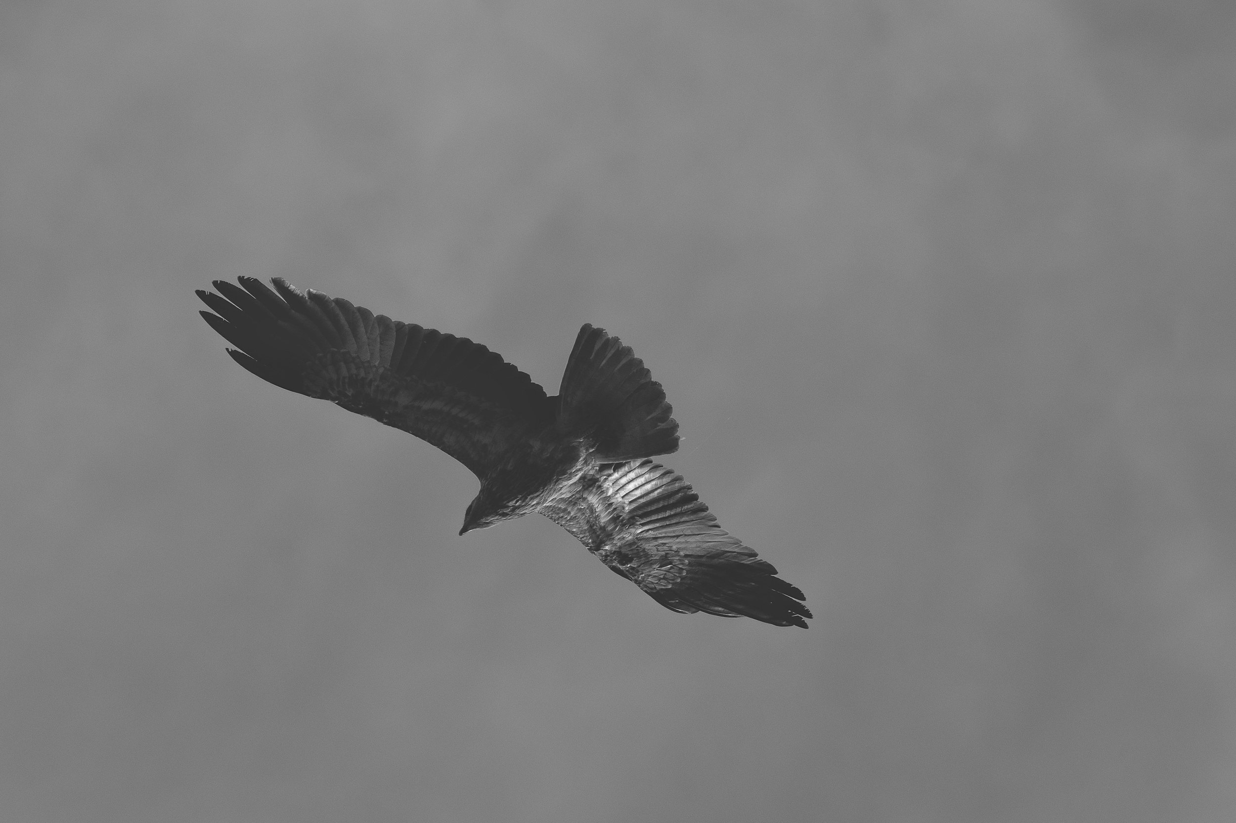 _DSC3758 bigger bw.jpg