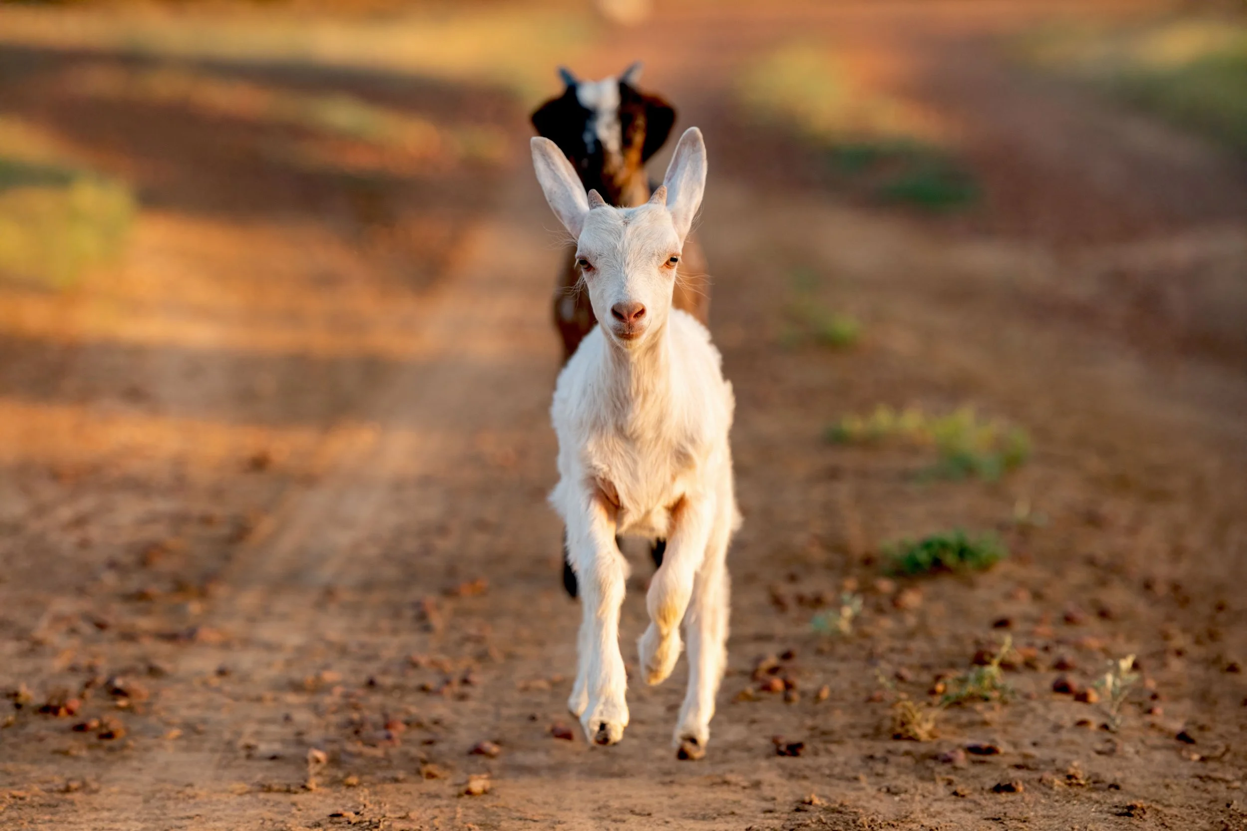 _DSC2448. i'm all ears 6 X 4 4 MB.jpg