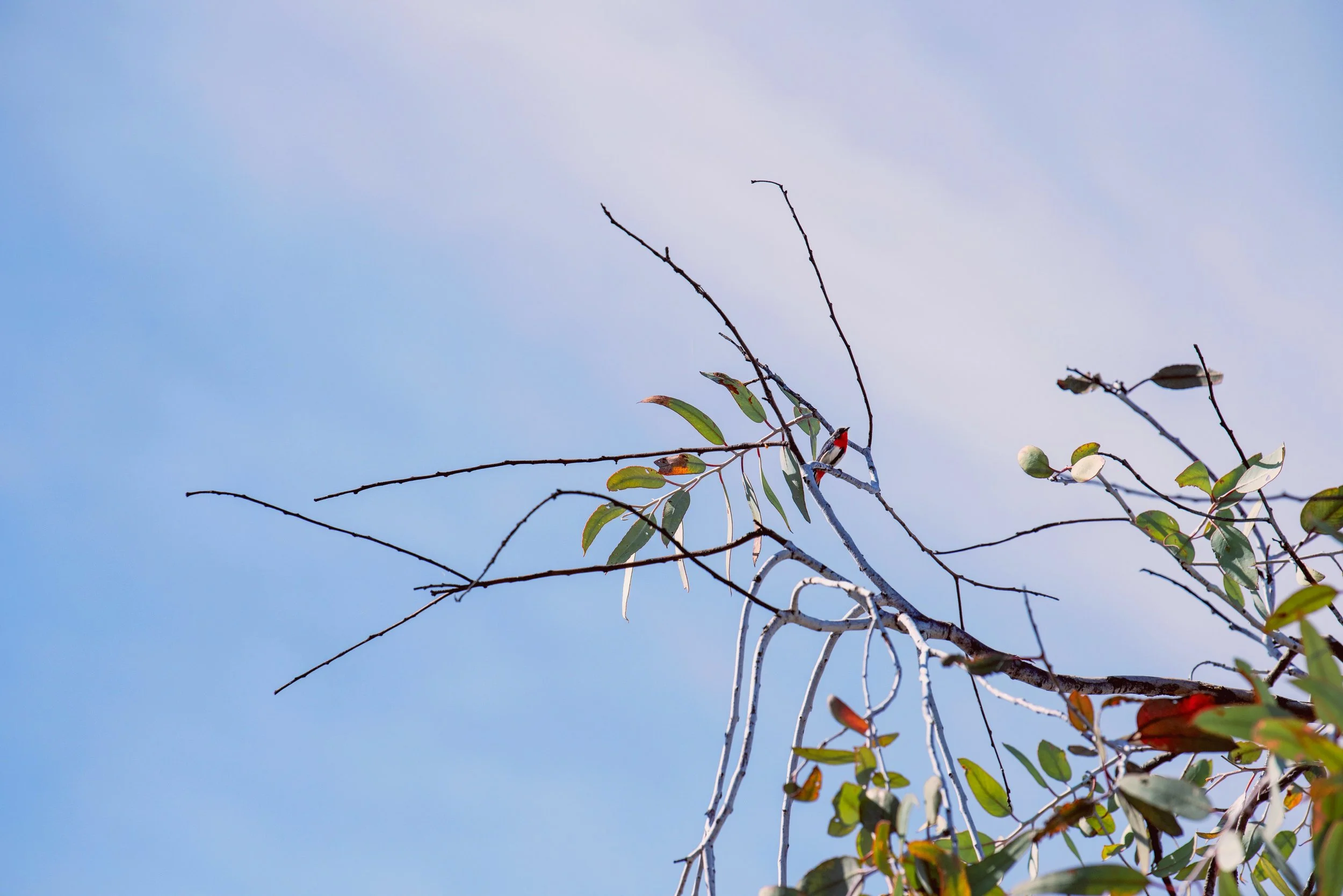 Farm Life Prints - "kiss me under the mistletoe" series x 5