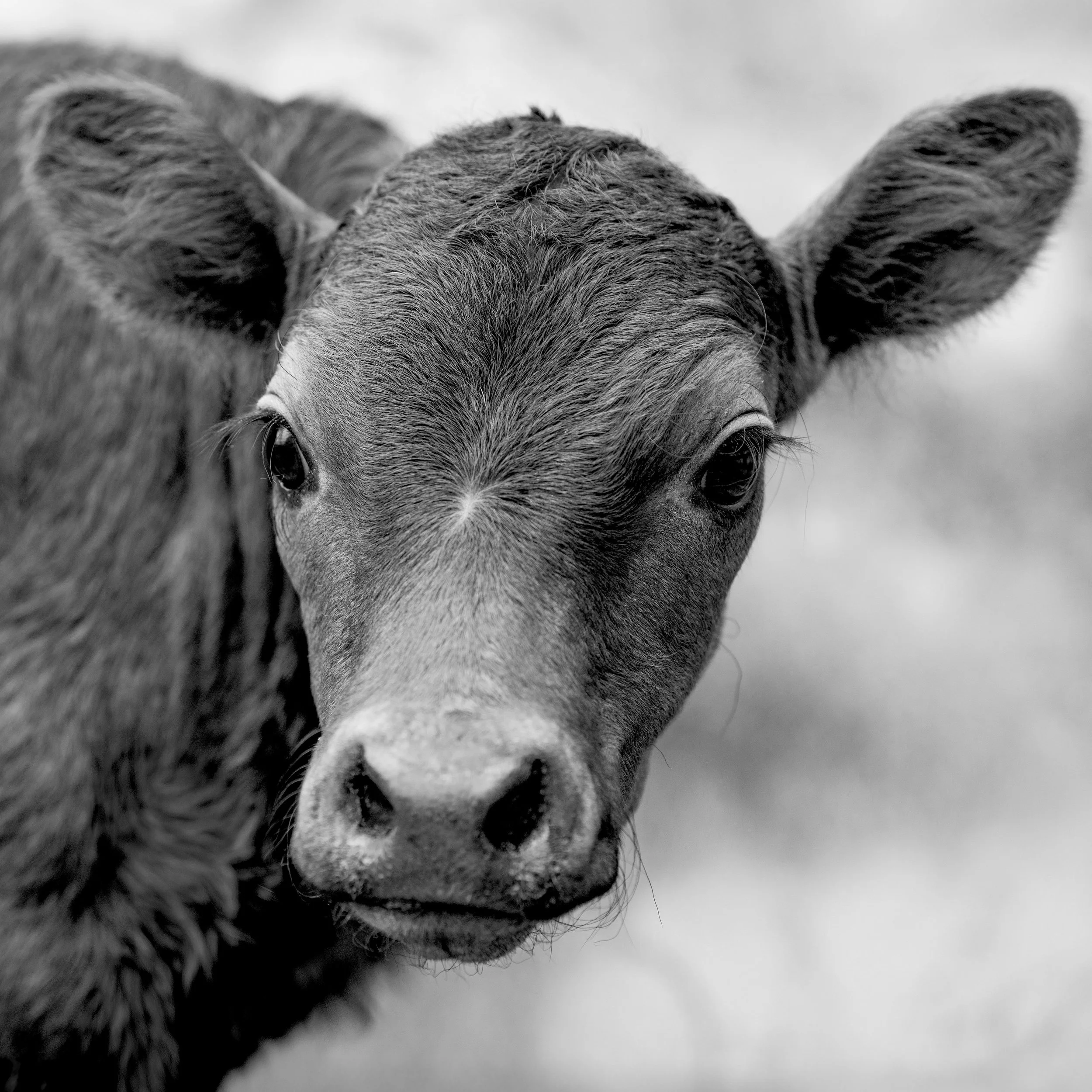 Farm Life Prints - "poddy" series x 2
