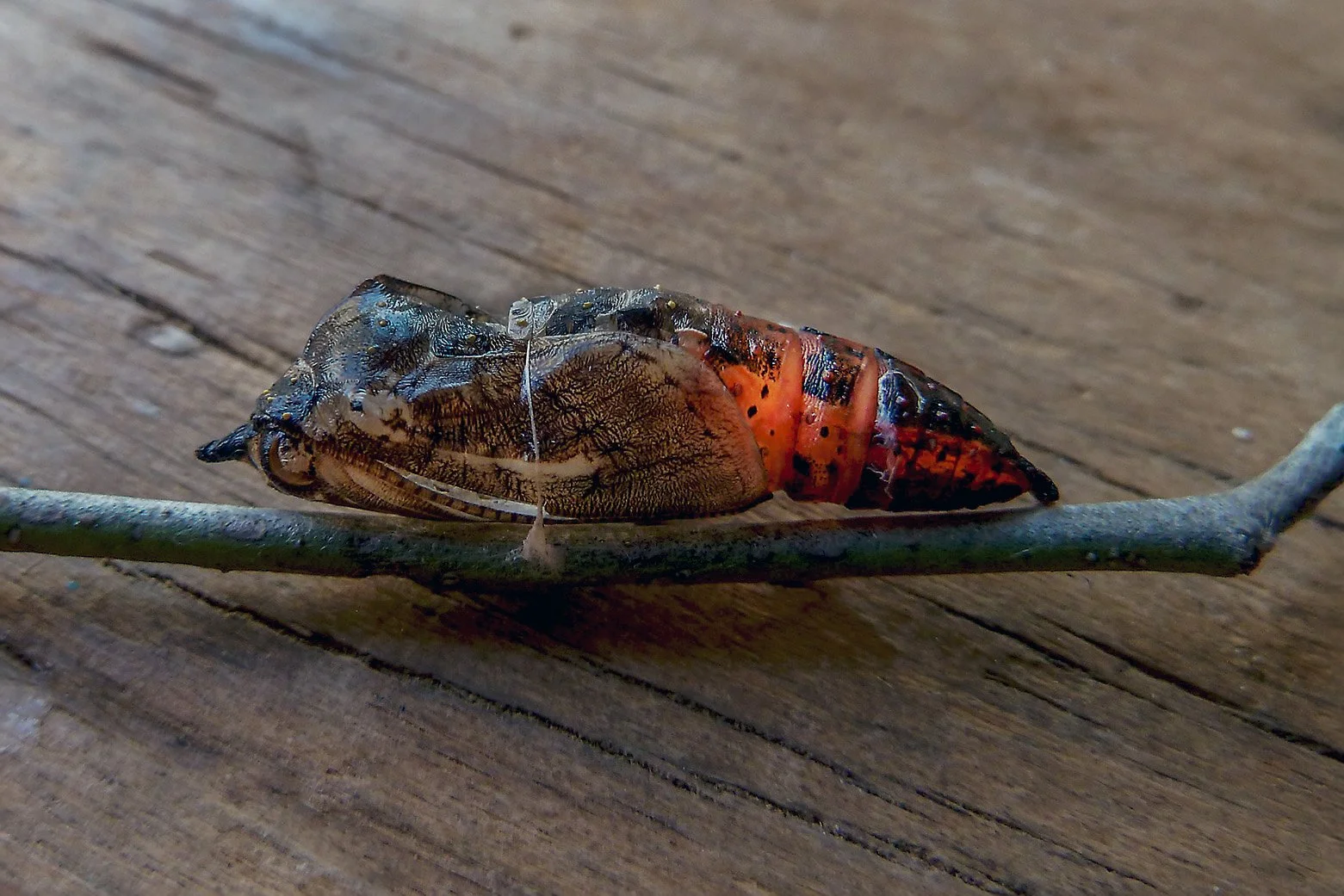 chrysalis on a stick skyliner.jpg