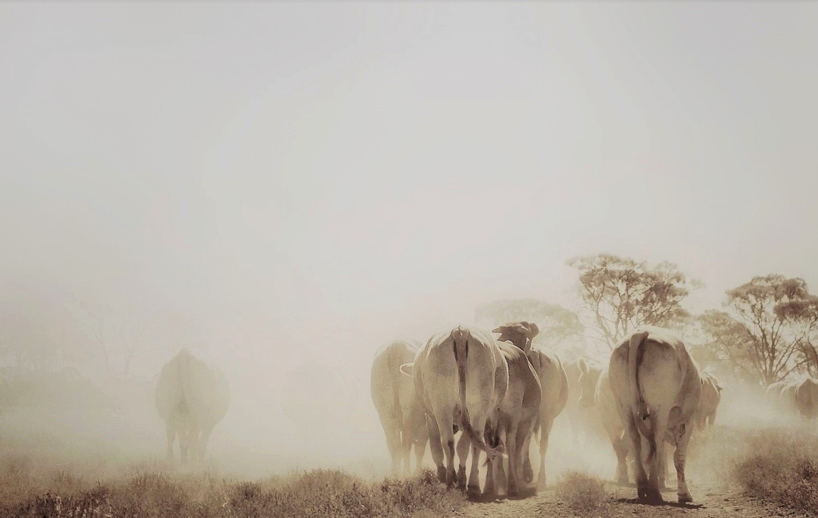 Dust haze 18 (5).JPEG
