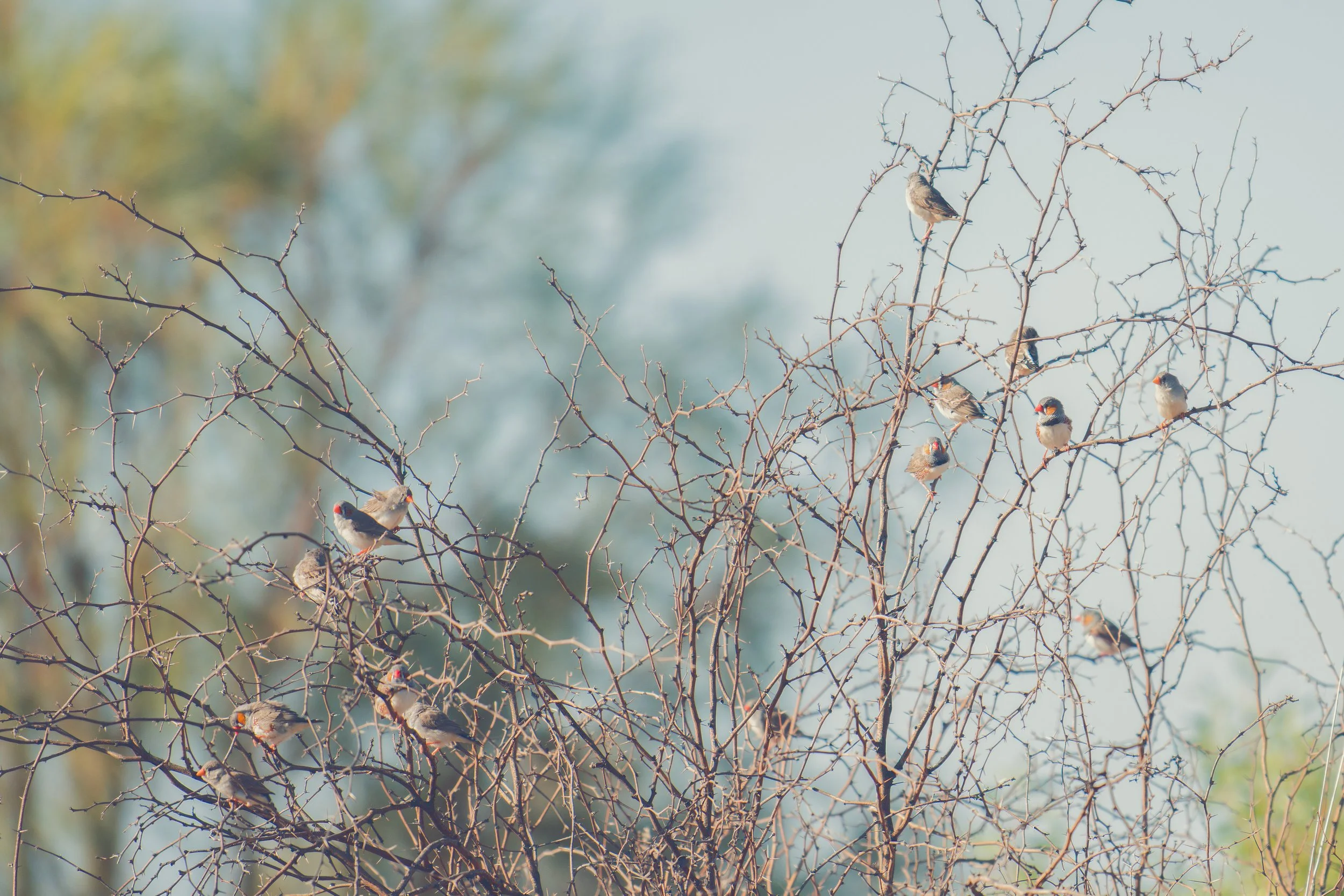 Farm Life Prints - "Refuge"