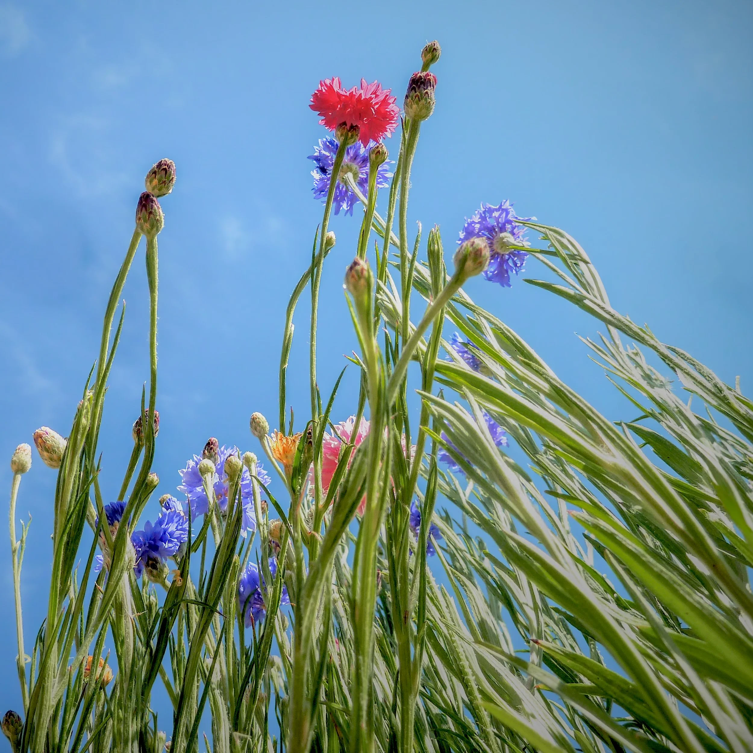 Farm Life Prints -  "cornflower love" series x 2