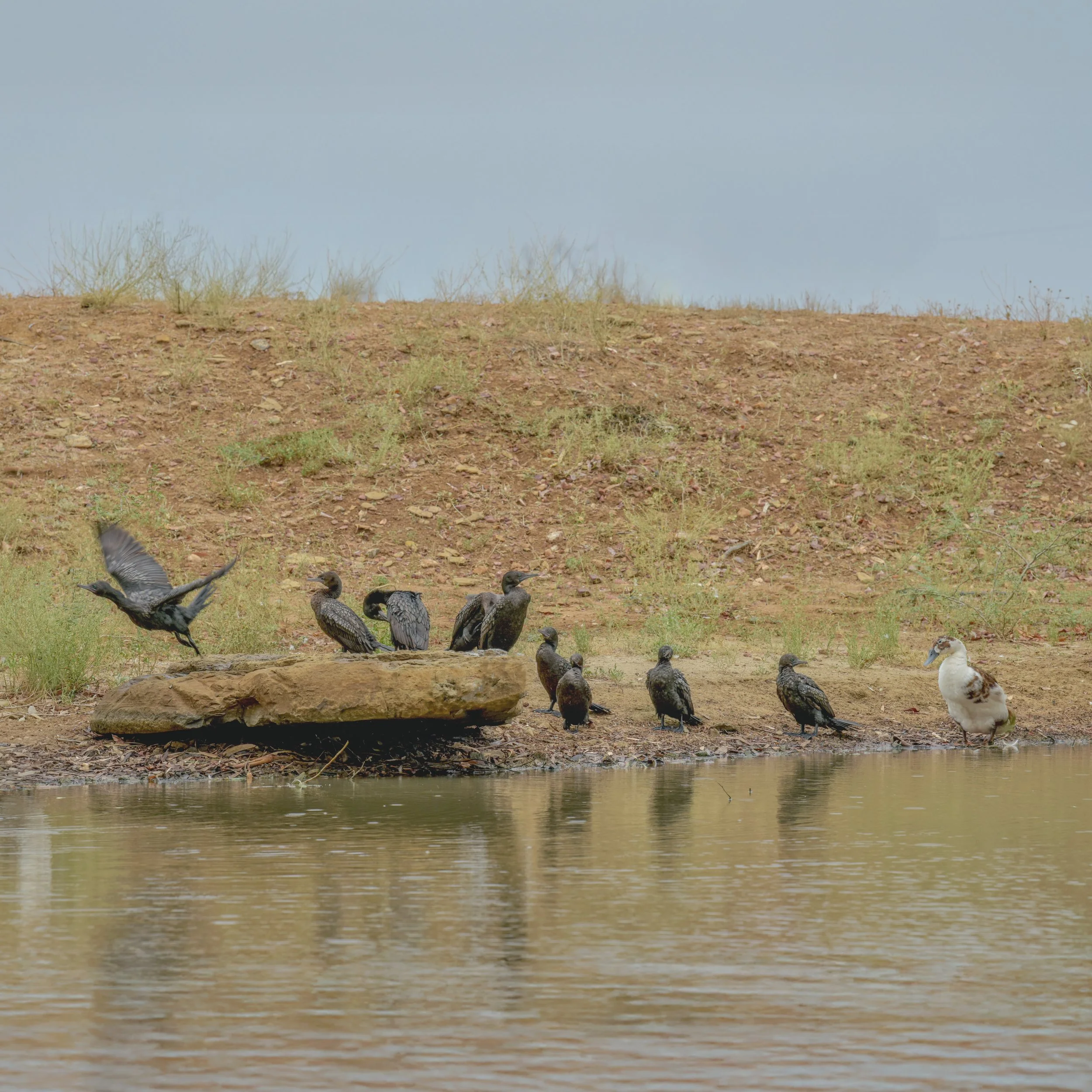 Farm Life Prints - "pond management"