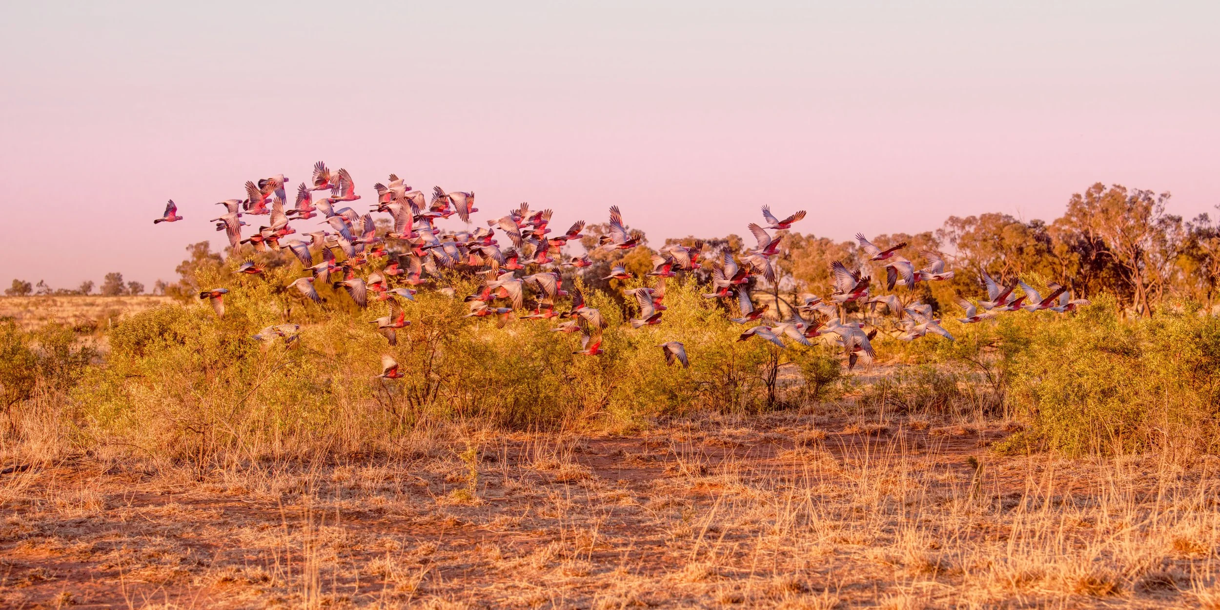 Farm Life Print - "galah cloud"