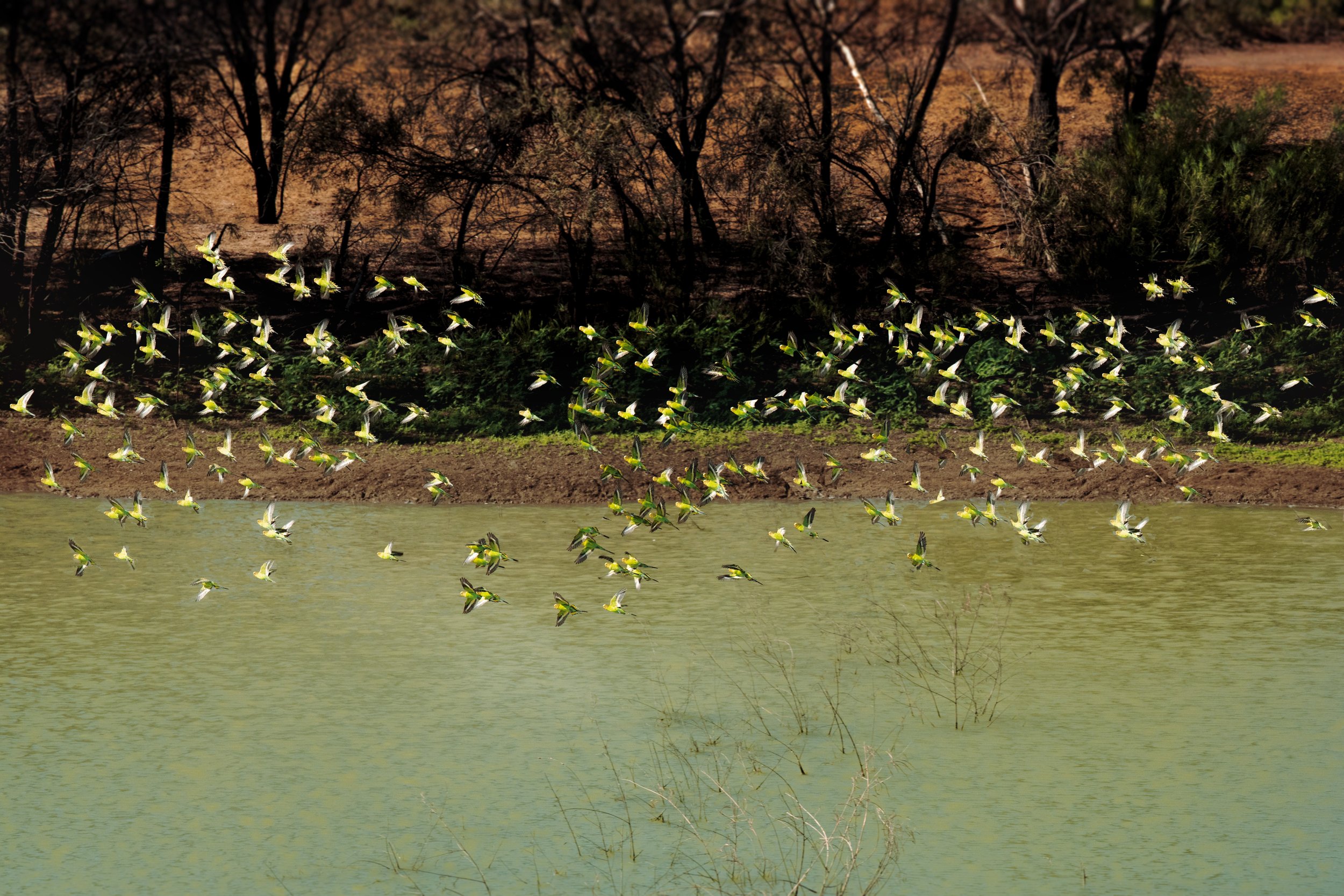budgies over dam with blur .jpg
