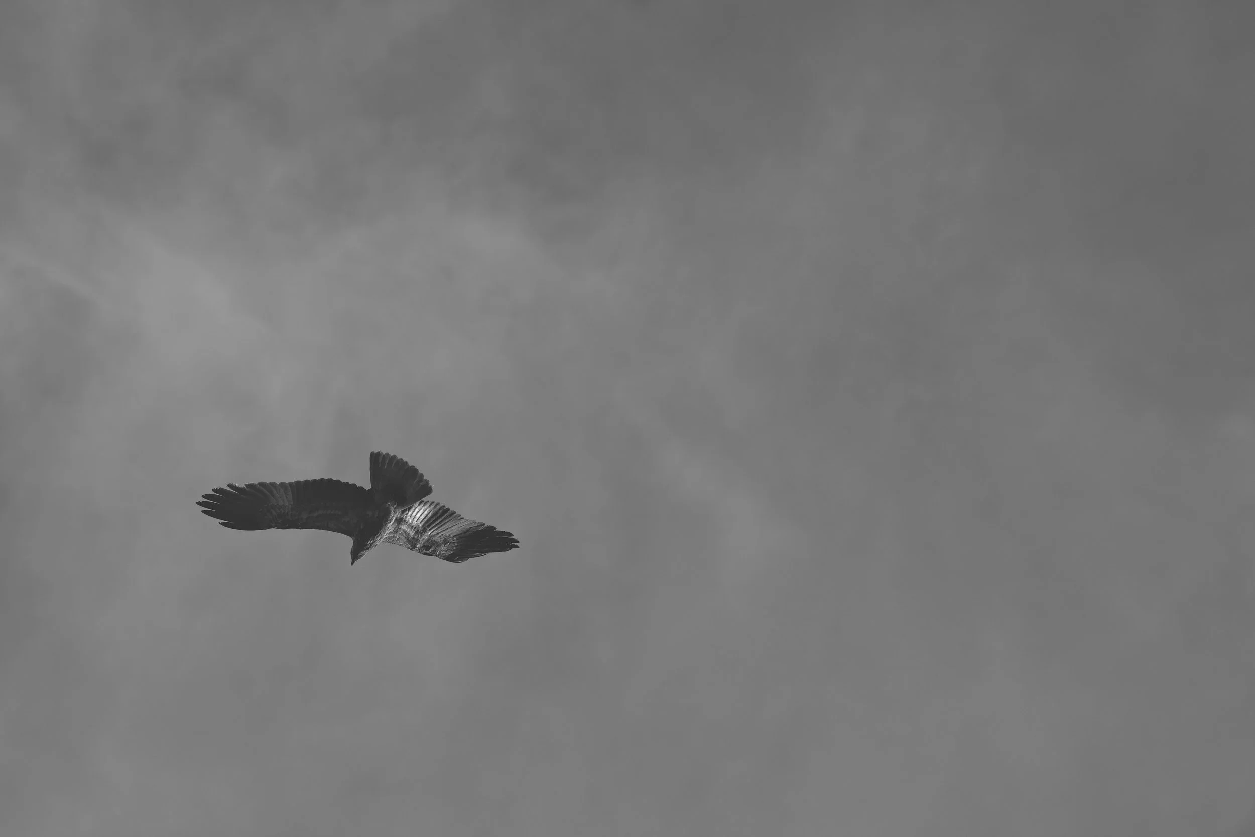 _DSC3758. bw.jpg