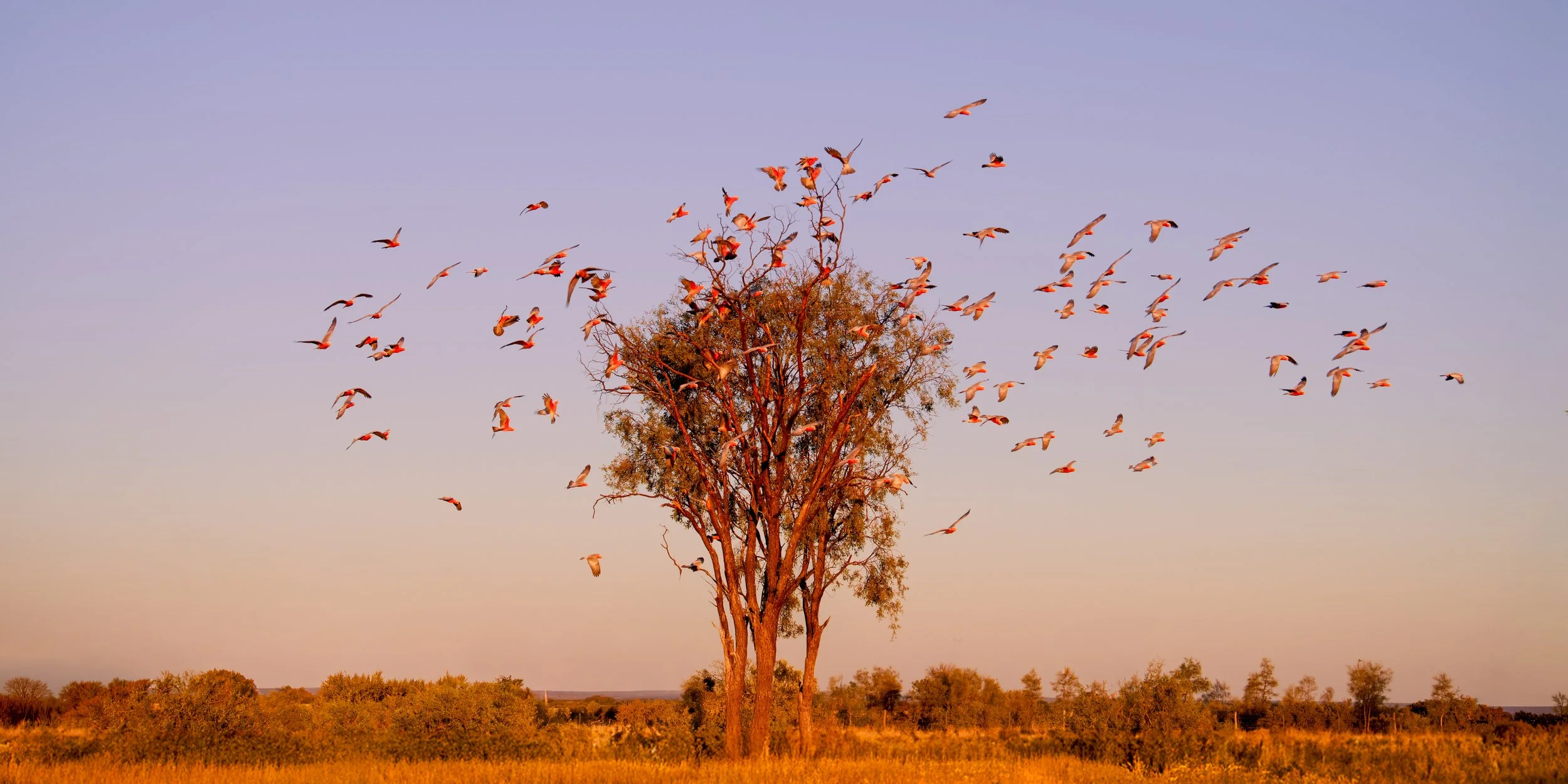 Farm Life Prints - "coming home to roost"