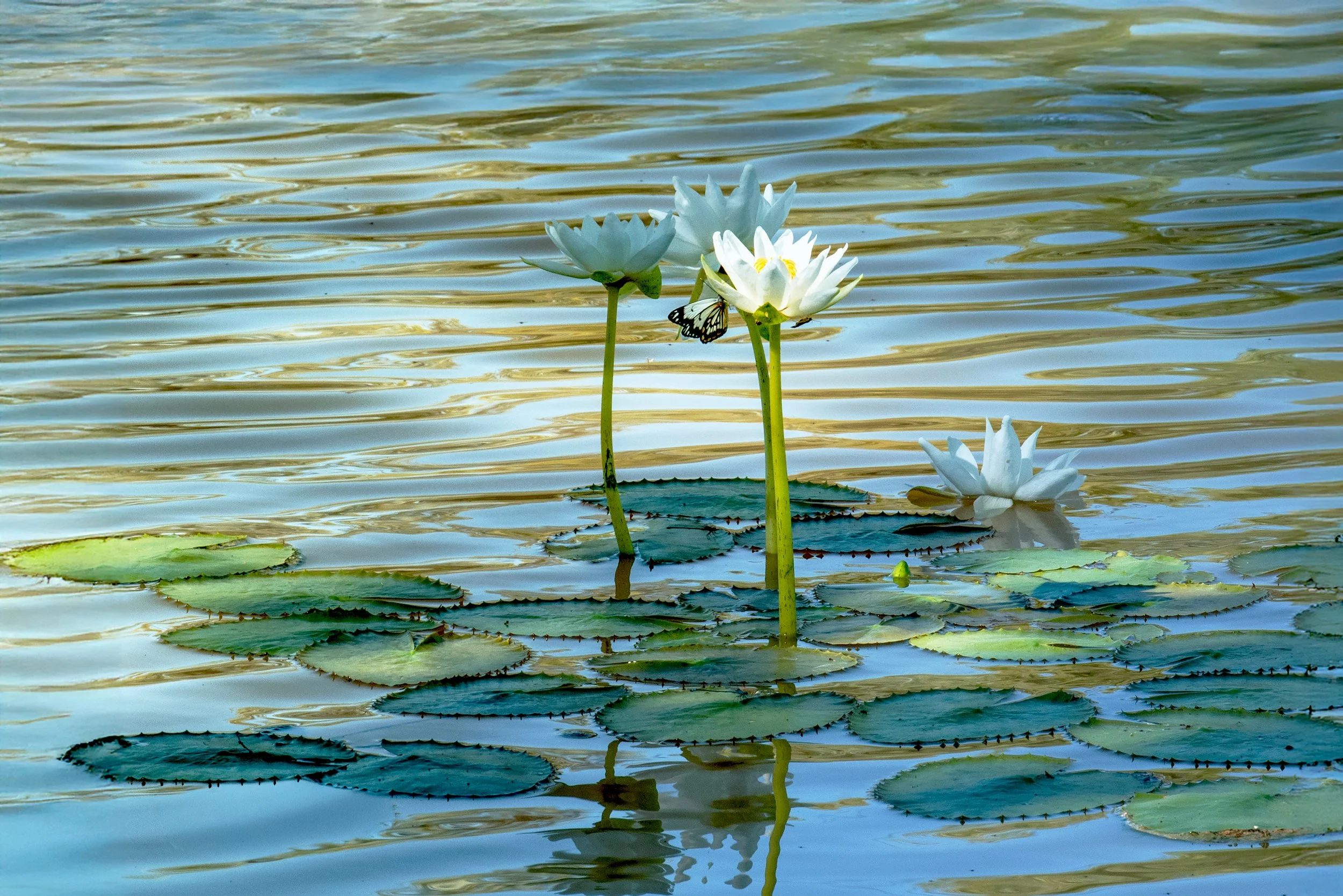 Farm Life Prints -   "butterfly kiss"