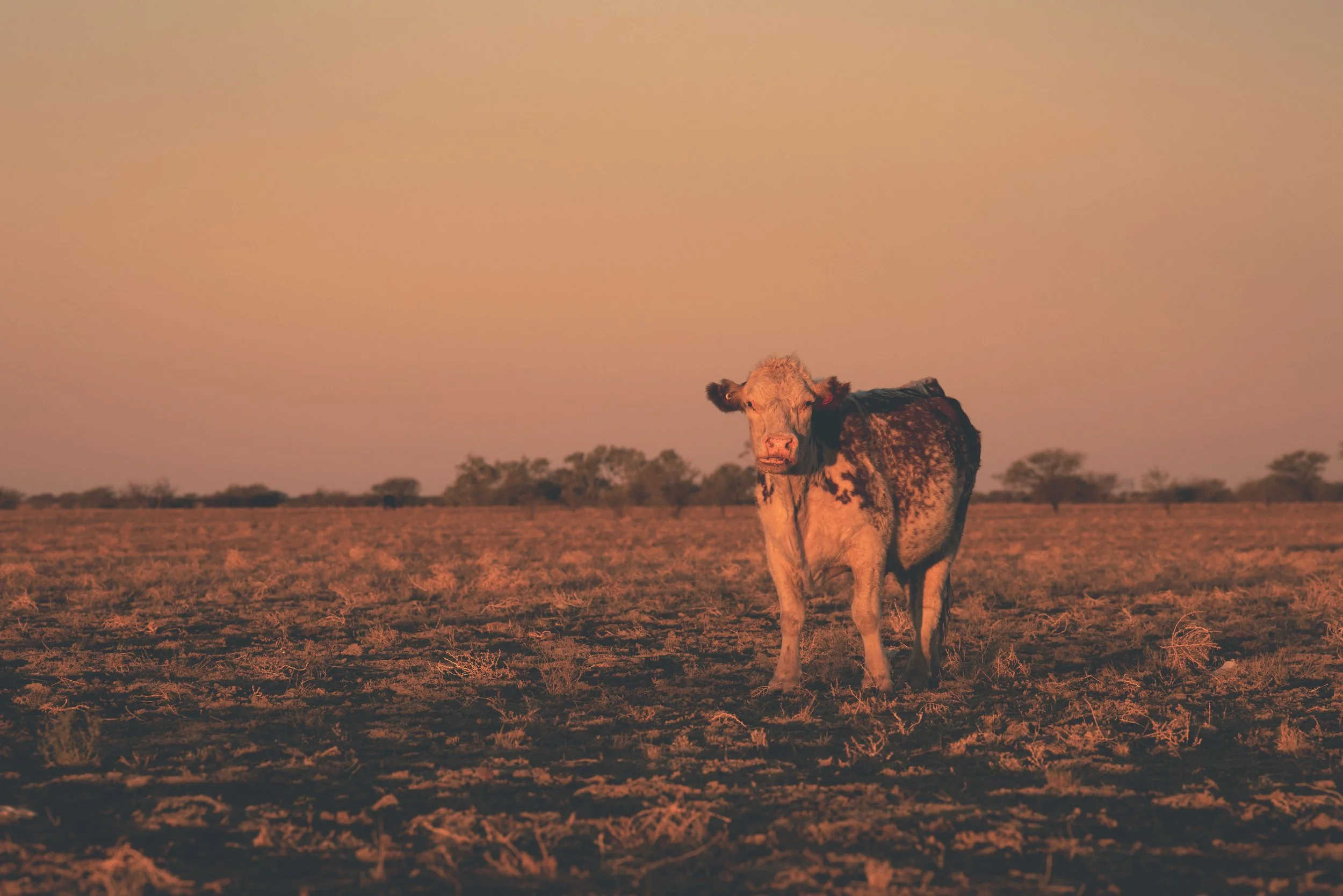 Farm Life Print - "bully beef" series x 4